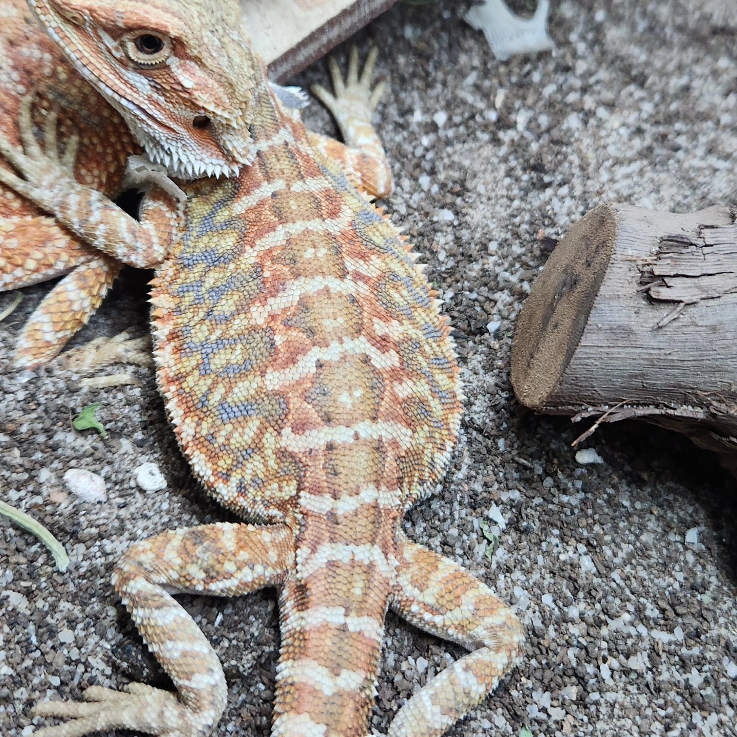 Image of Lounge Lizards 1