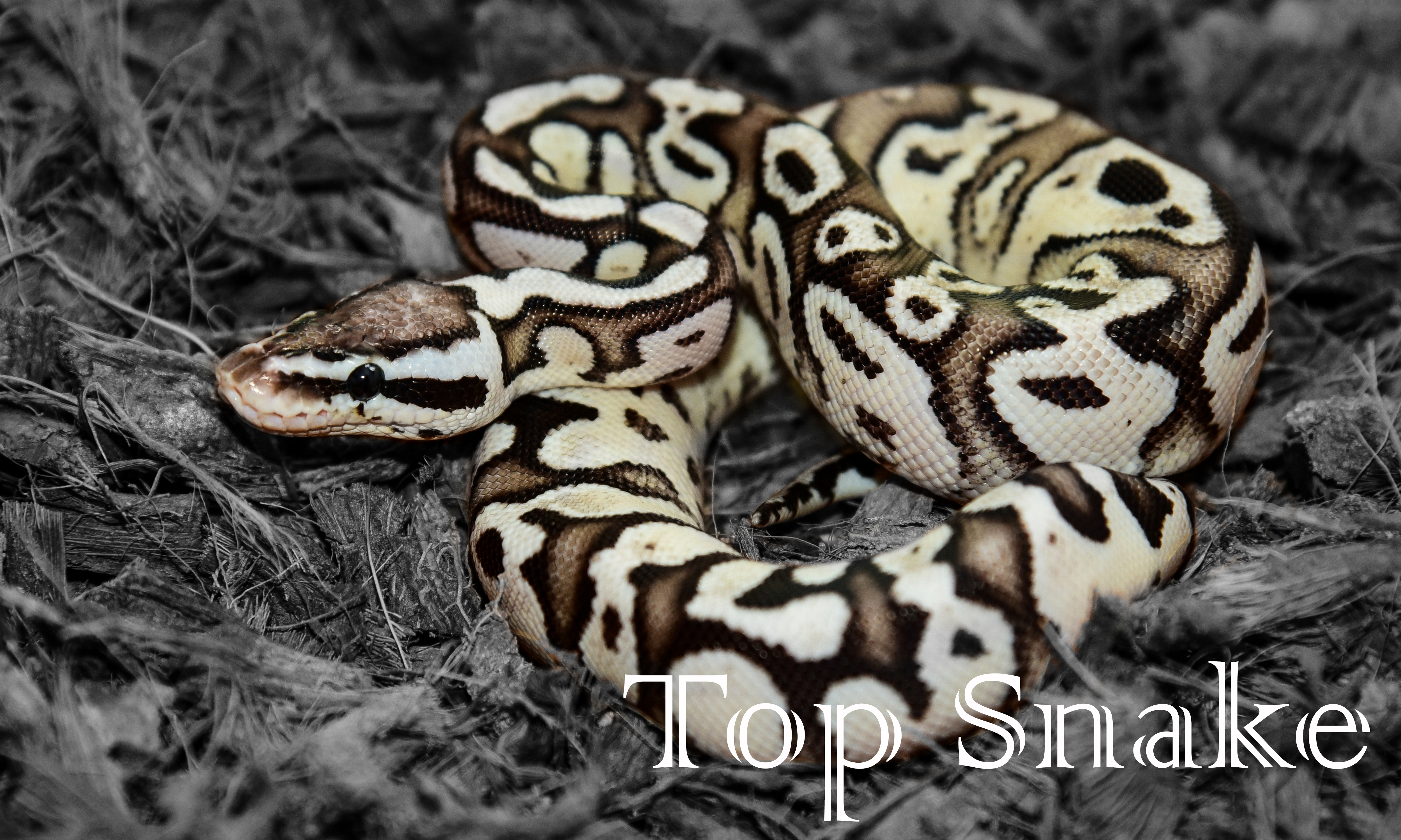 Top Snake cover image