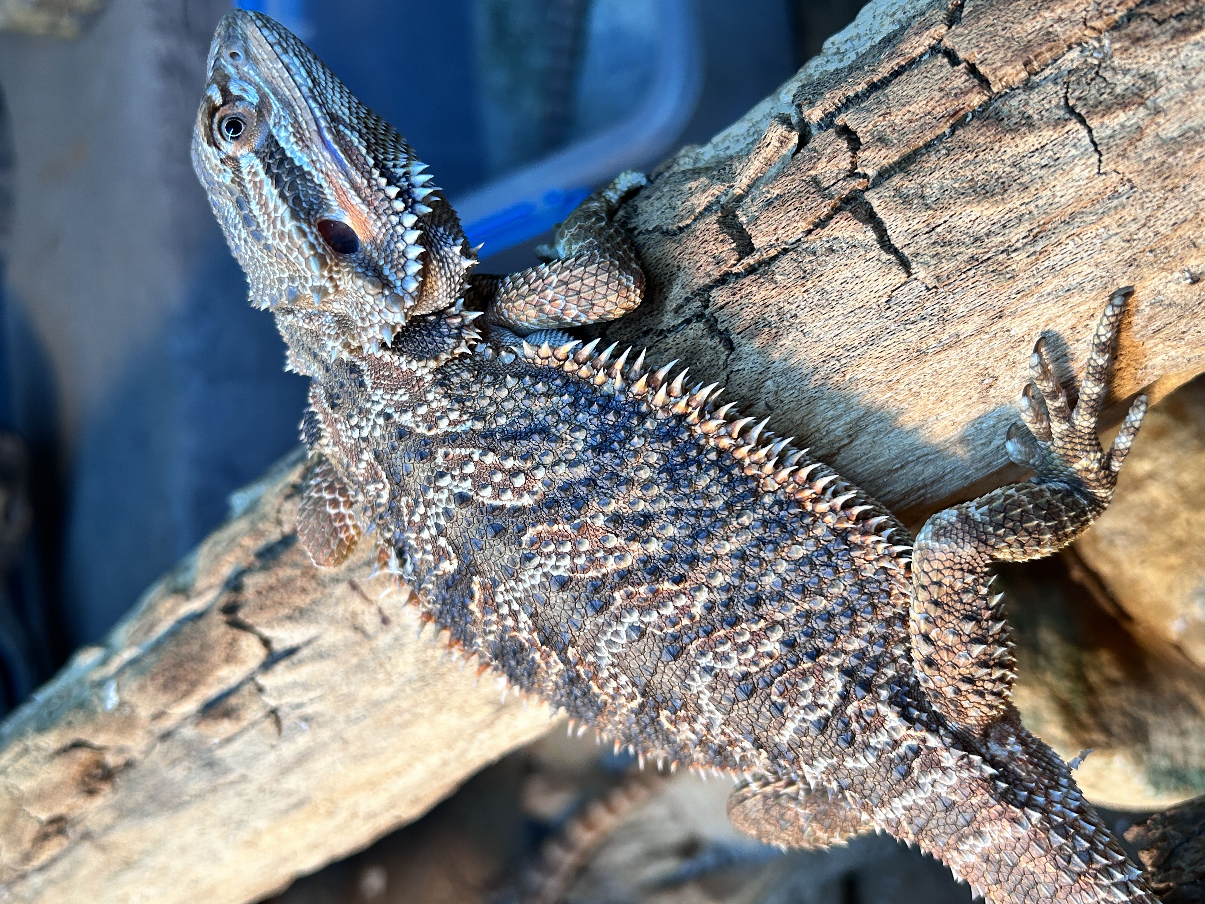 AlcheMystiQ DragonZ cover image