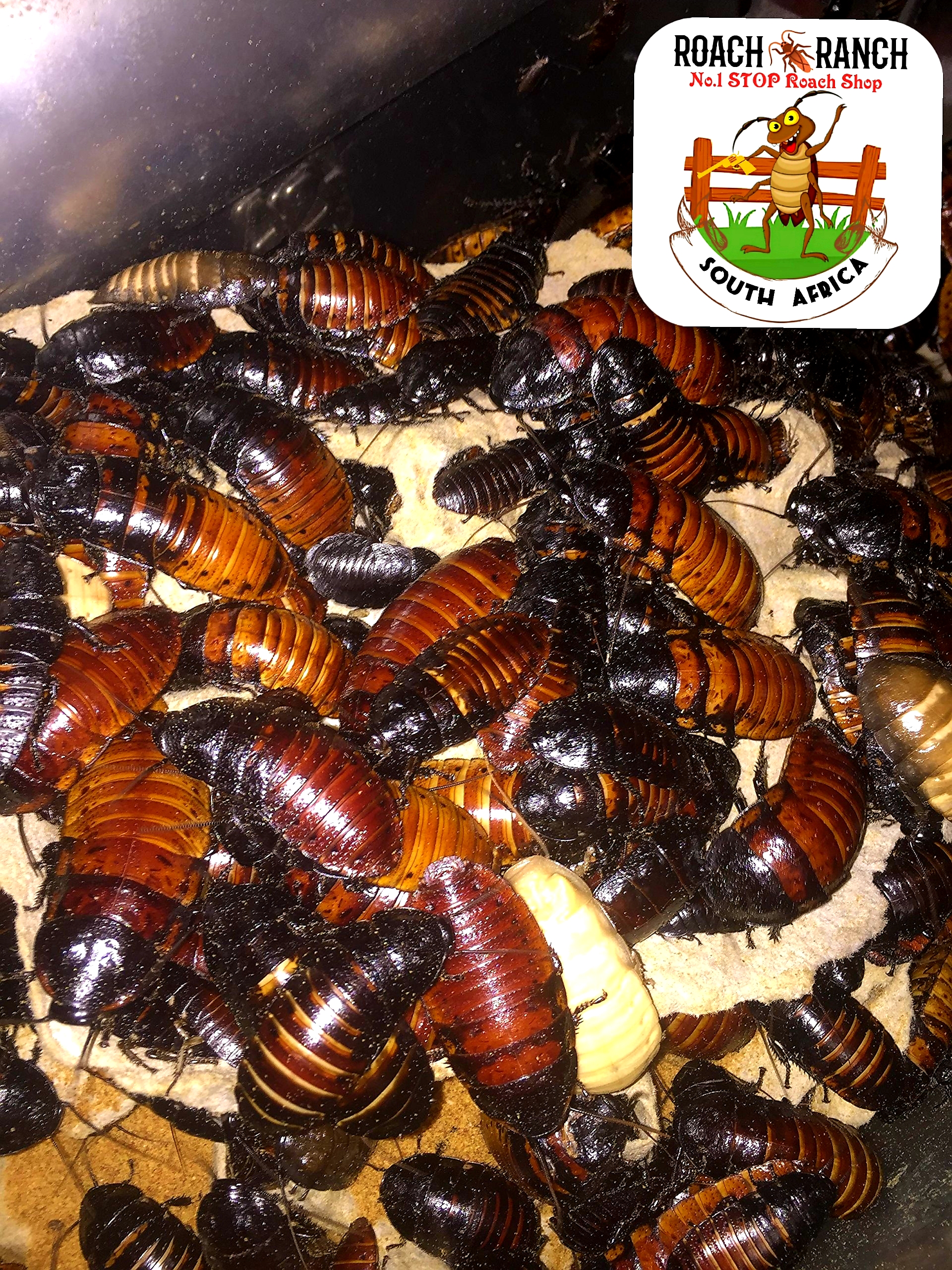 Jdvenomousreptiles photo 3