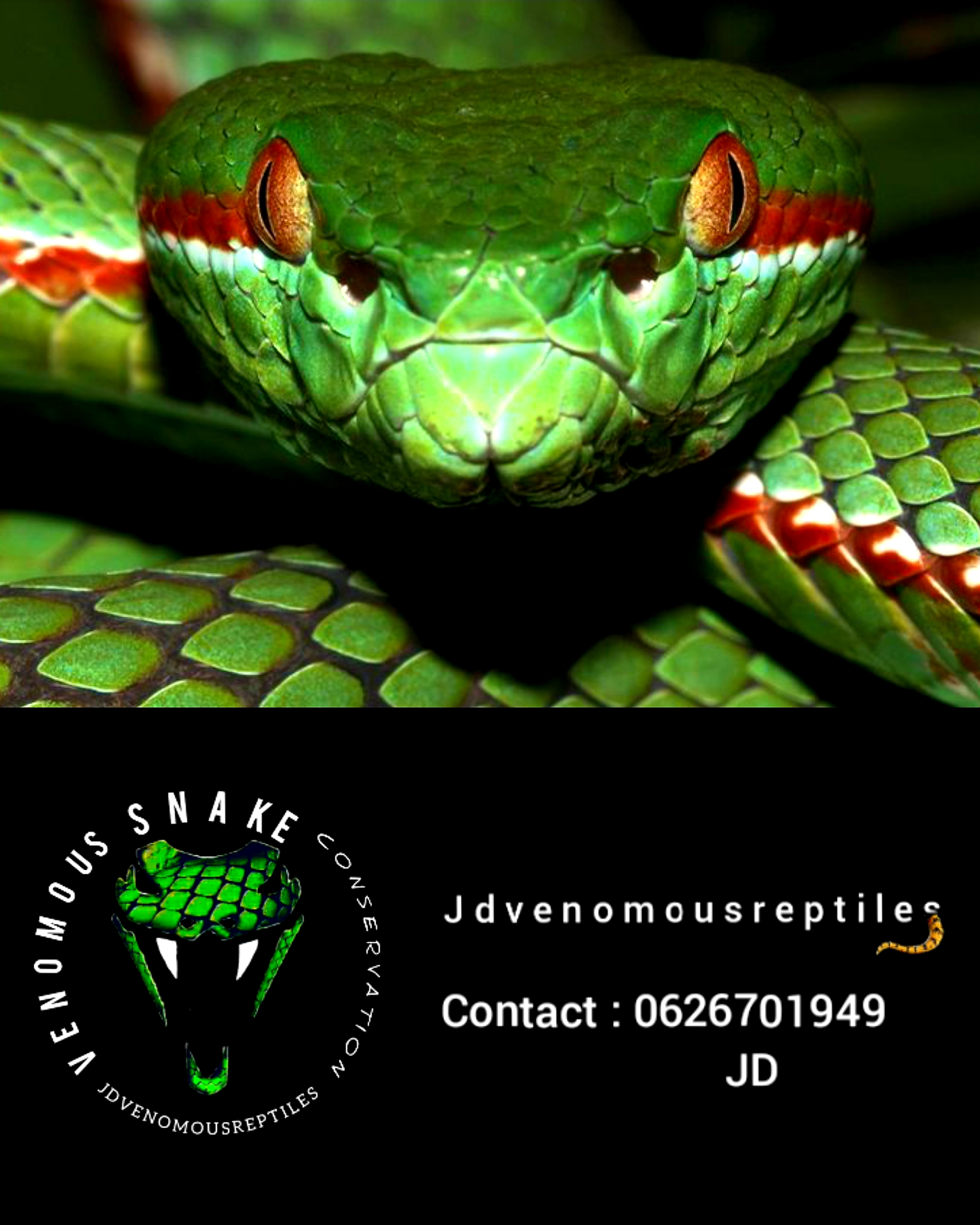 Jdvenomousreptiles photo 4