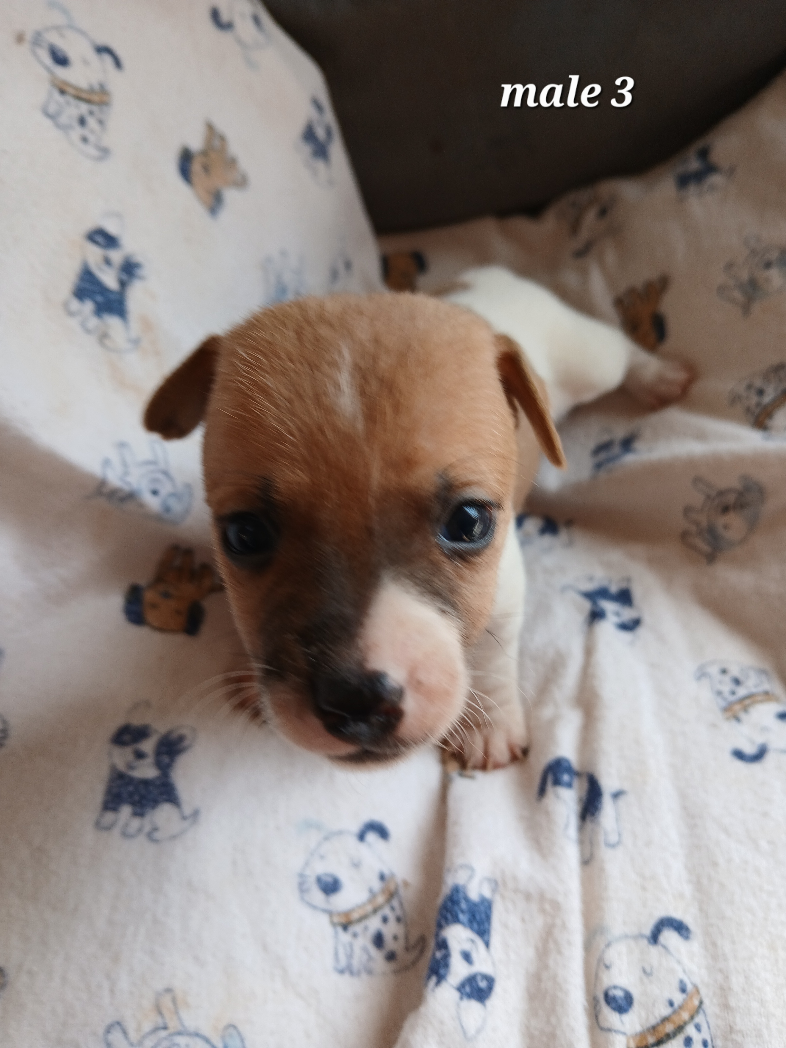 Image of Jack Russell male puppies 1