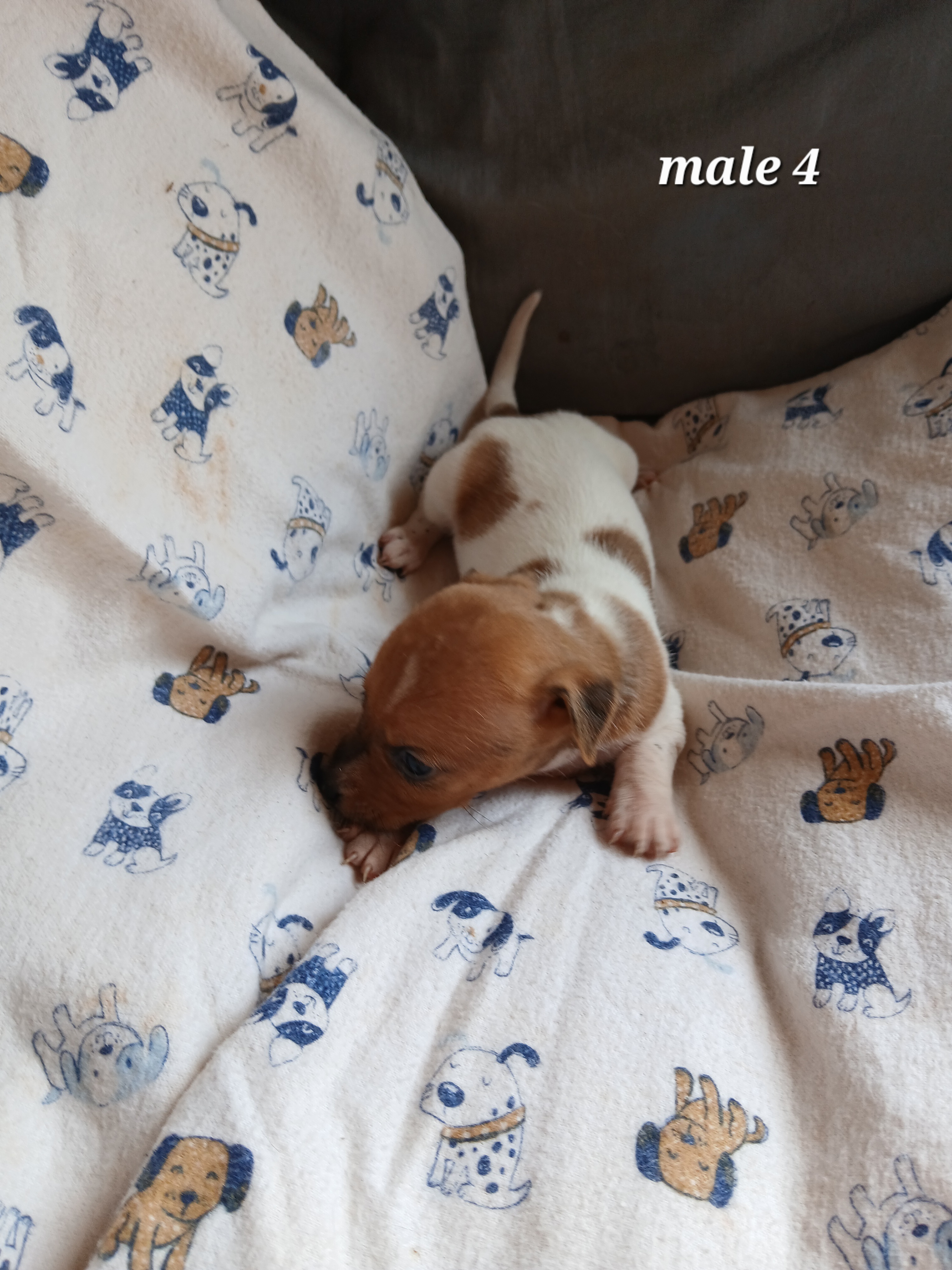 Image of Jack Russell male puppies 2