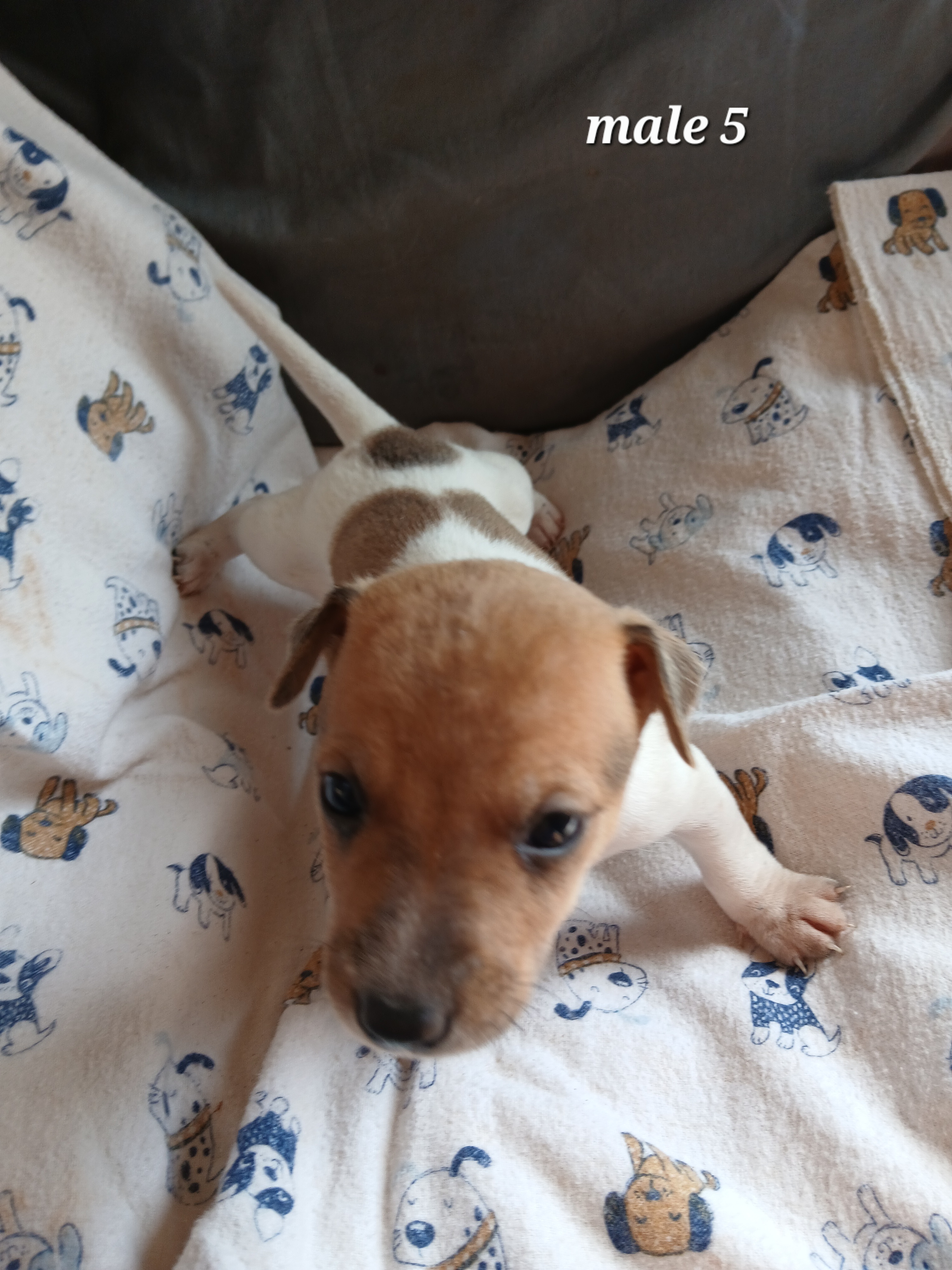 Image of Jack Russell male puppies 3