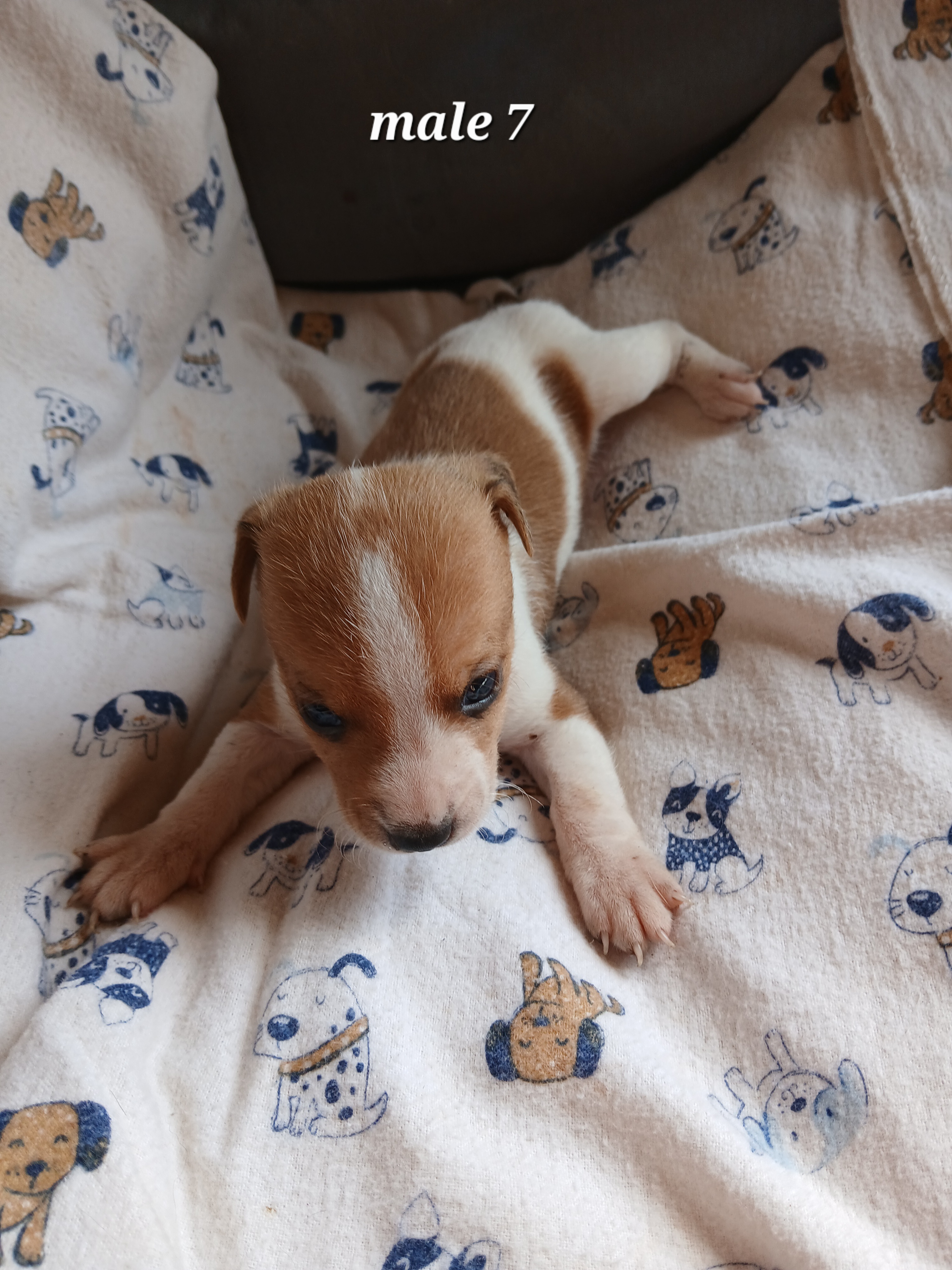 Image of Jack Russell male puppies 4