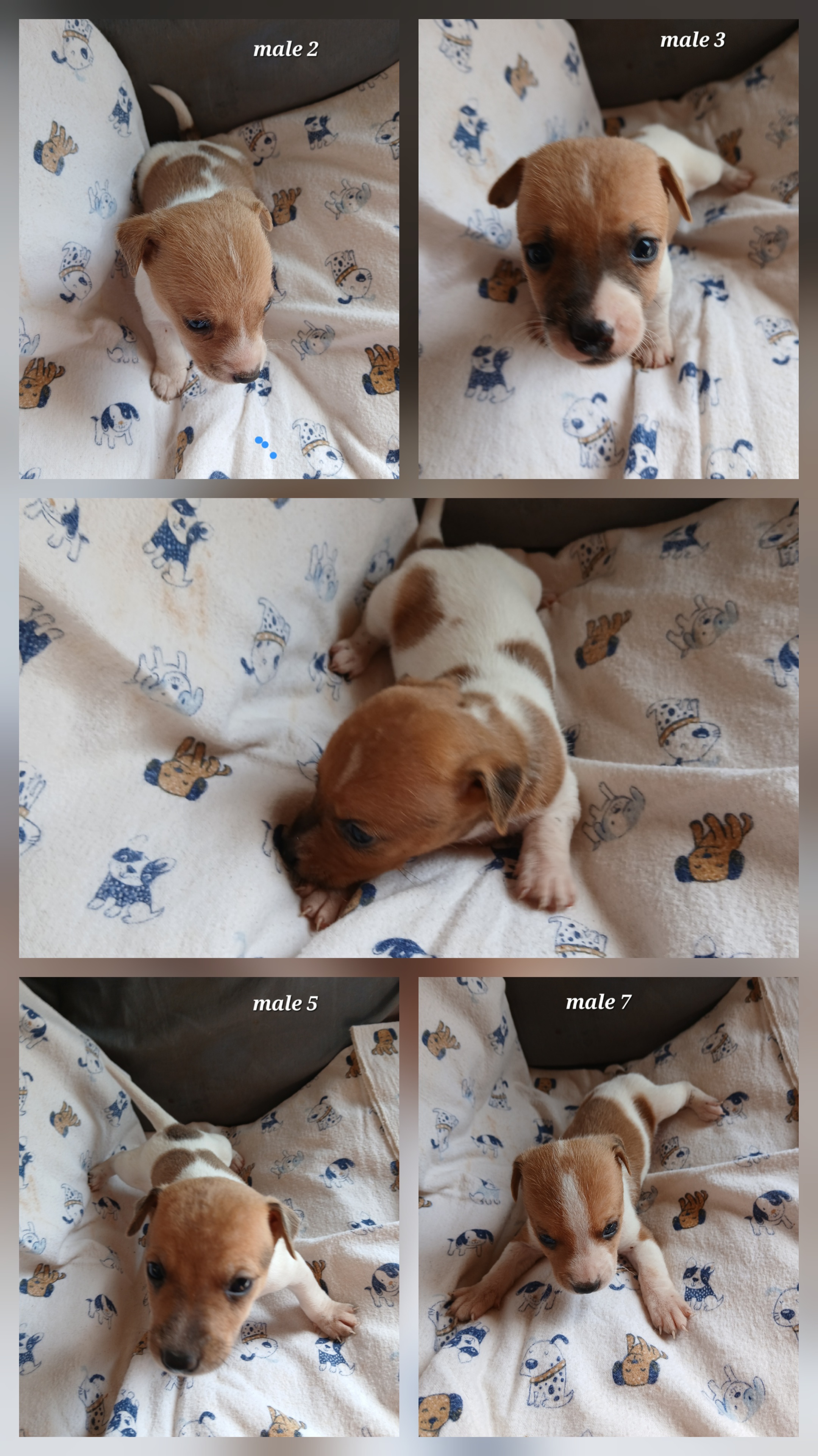 Dog Jack Russell male puppies