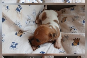 Jack Russell male puppies