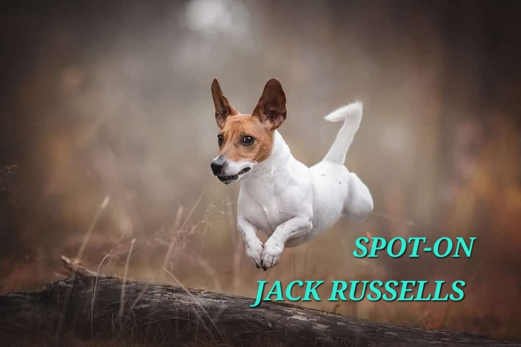 Spot-On Jack Russells logo