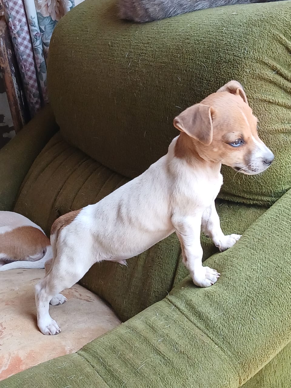 Spot-On Jack Russells cover image