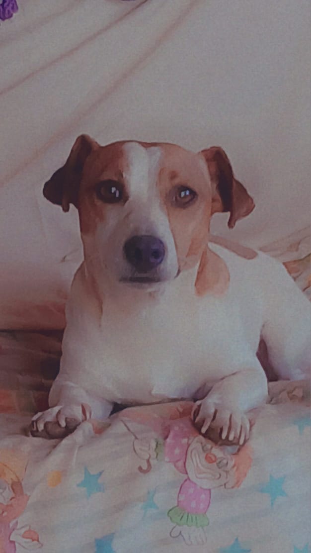 Image of Spot-On Jack Russells 2
