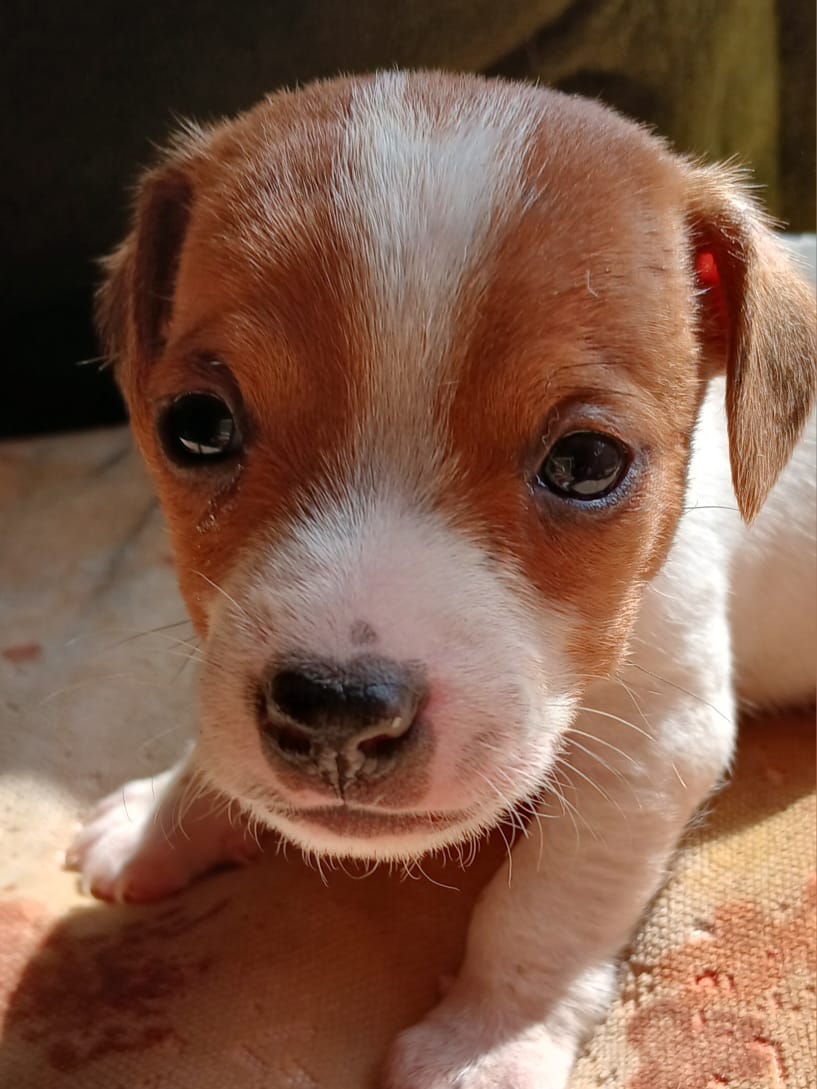 Image of Spot-On Jack Russells 1