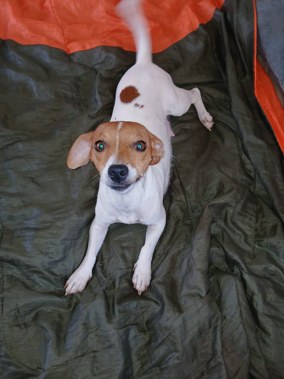 Image of Spot-On Jack Russells 3