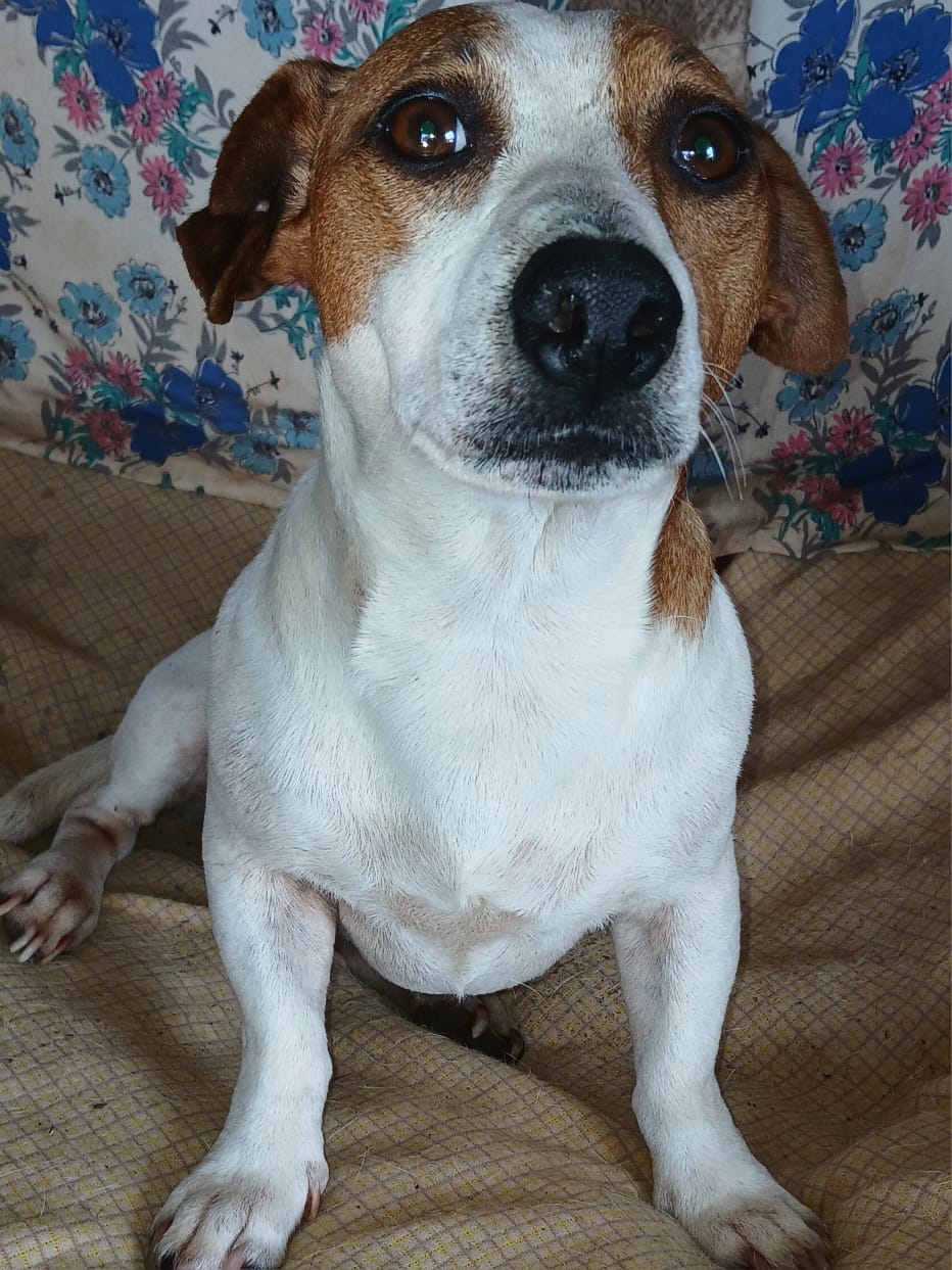 Image of Spot-On Jack Russells 4