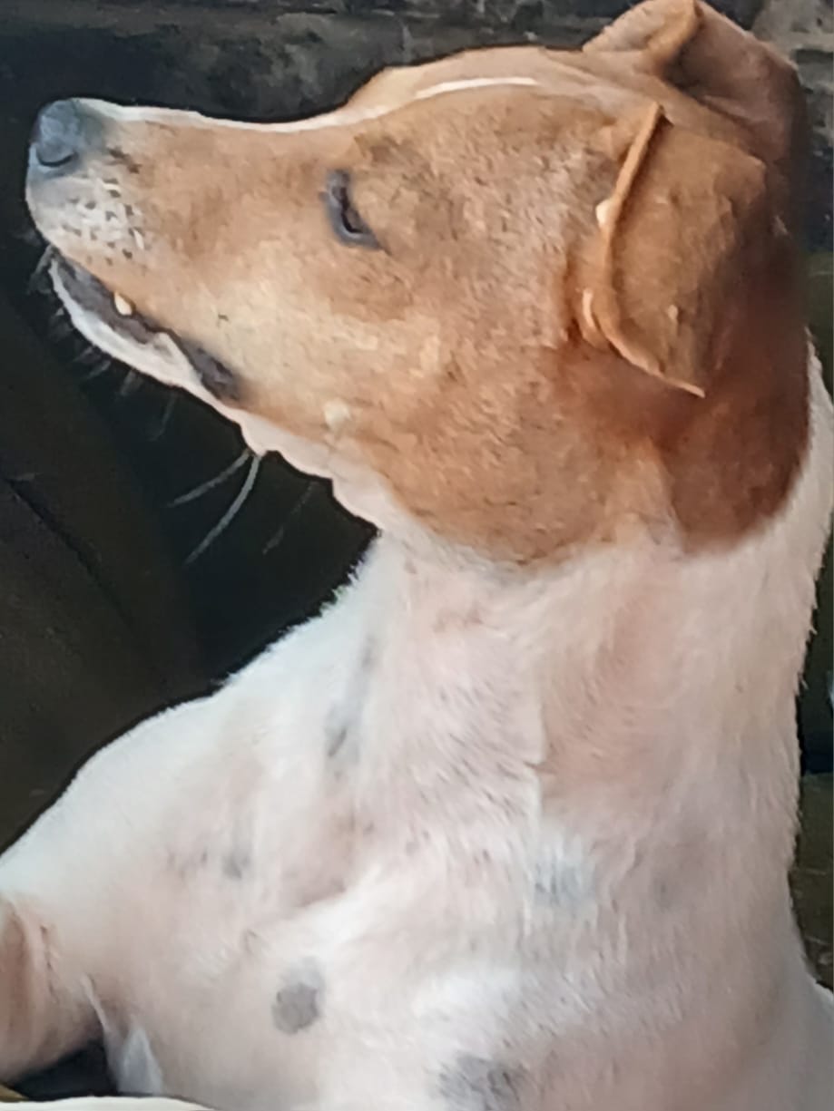 Image of Spot-On Jack Russells 5