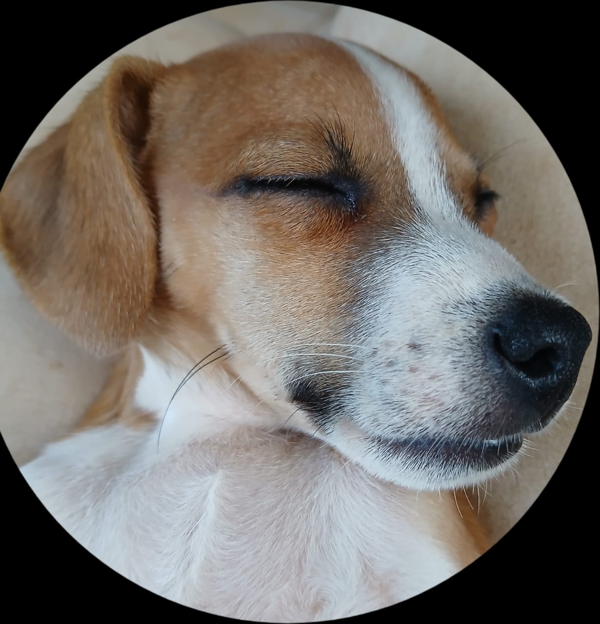 Image of Spot-On Jack Russells 6