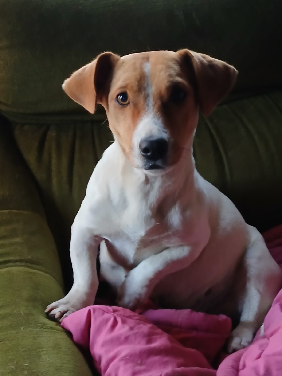 Image of Spot-On Jack Russells 7