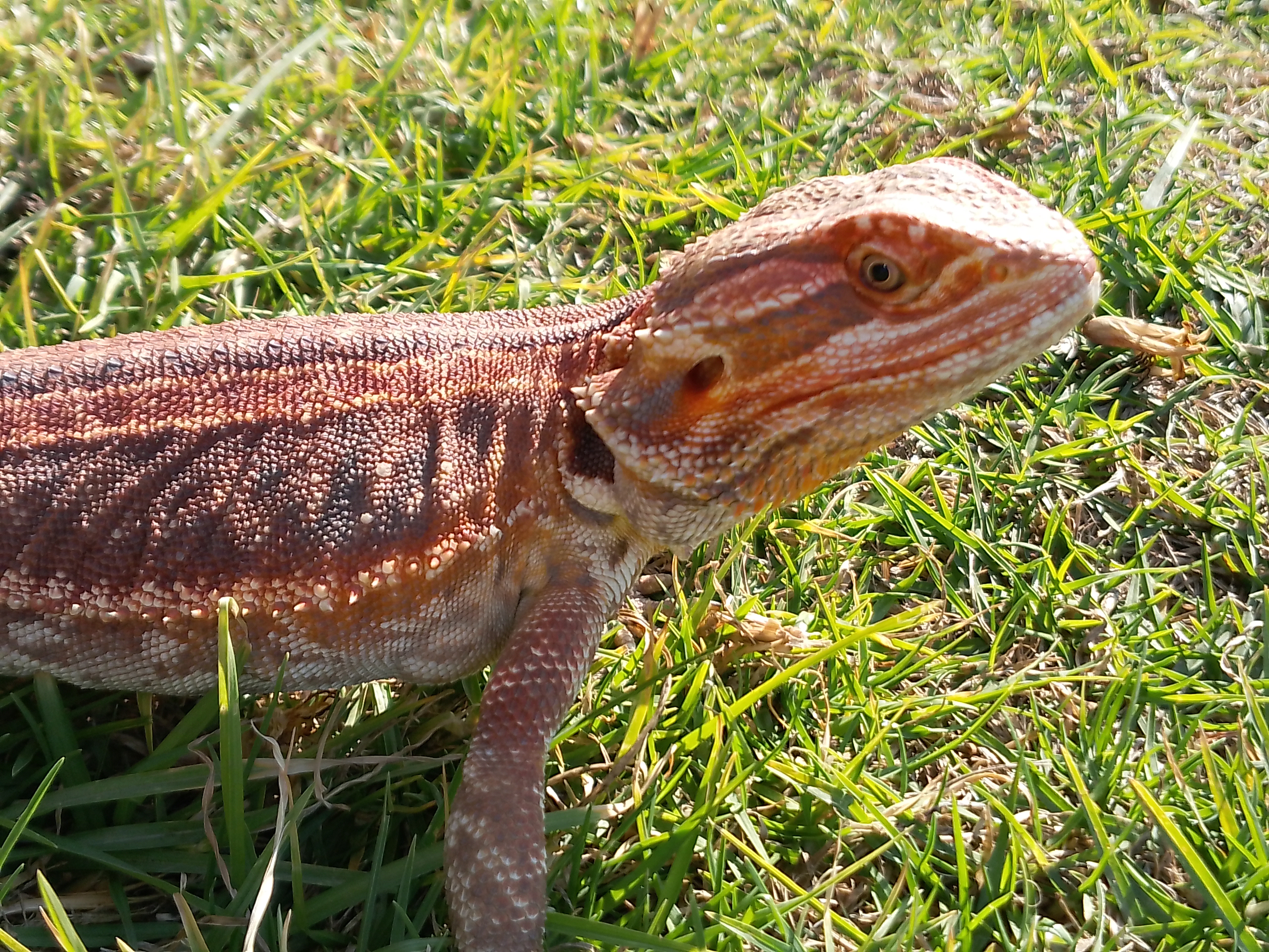 Image of Bearded Buddys 1