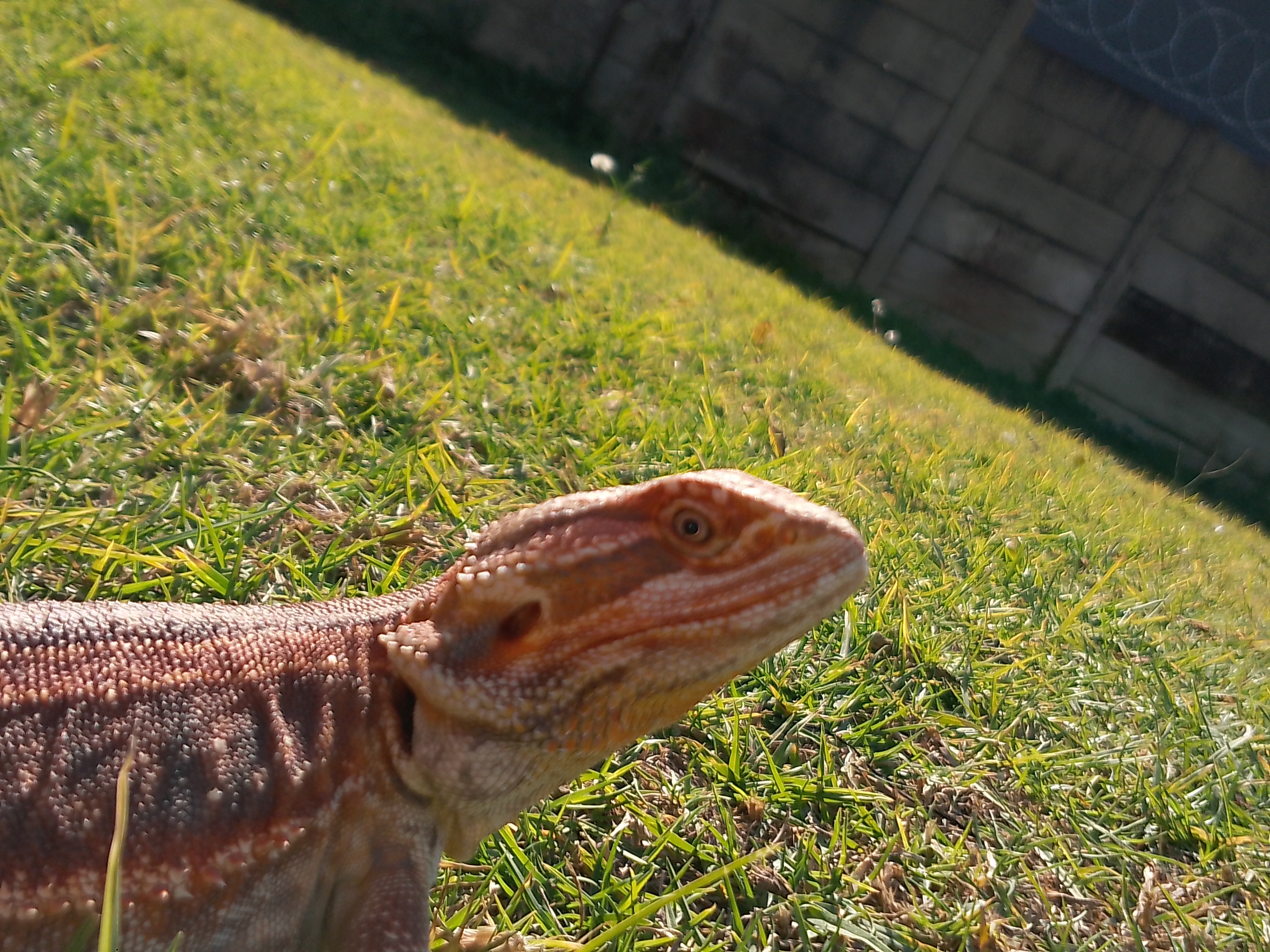 Image of Bearded Buddys 6