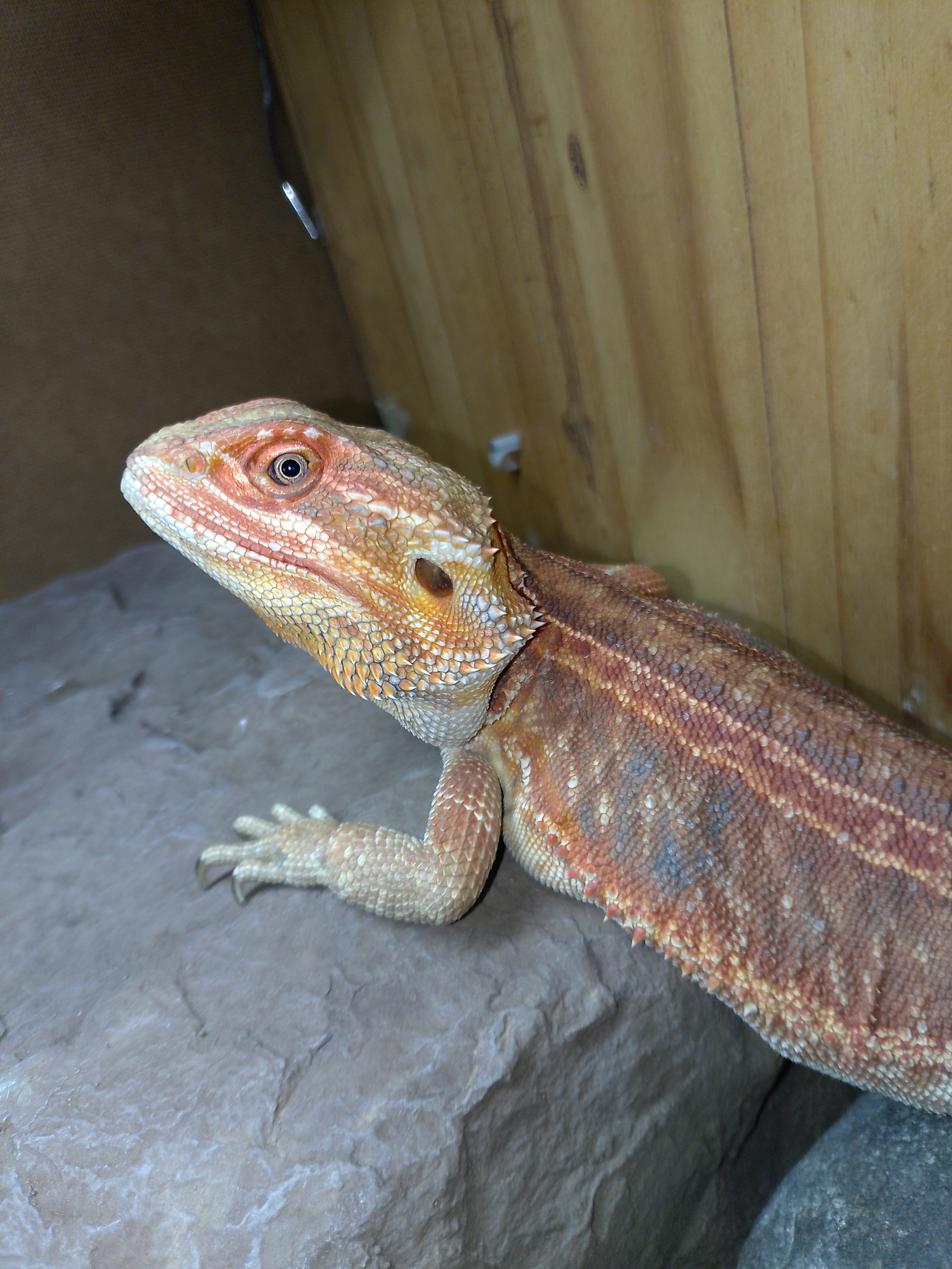 Image of Bearded Buddys 7