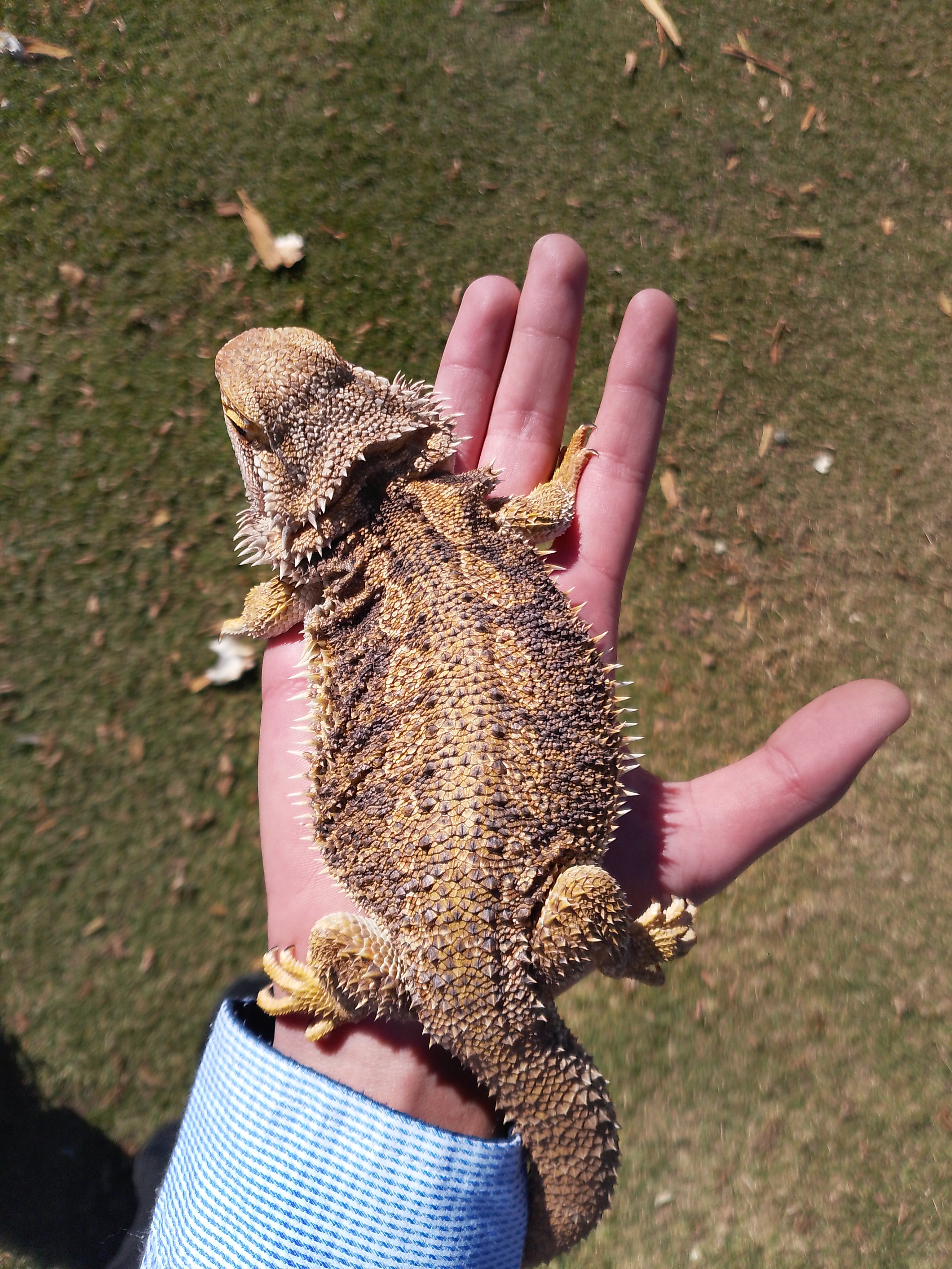 Image of Bearded Buddys 8