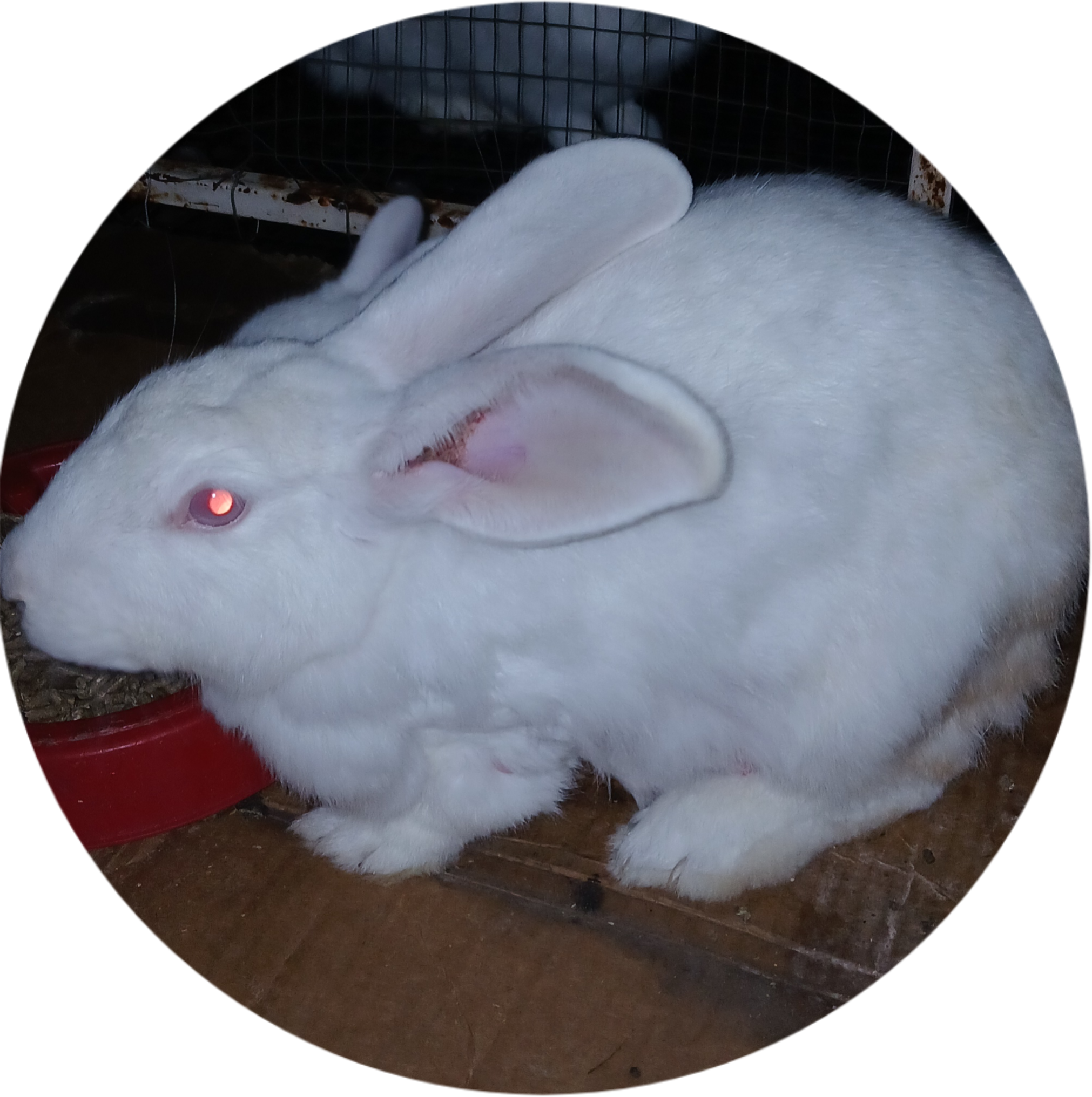 Image of Mary Hoppins Rabbitry 1
