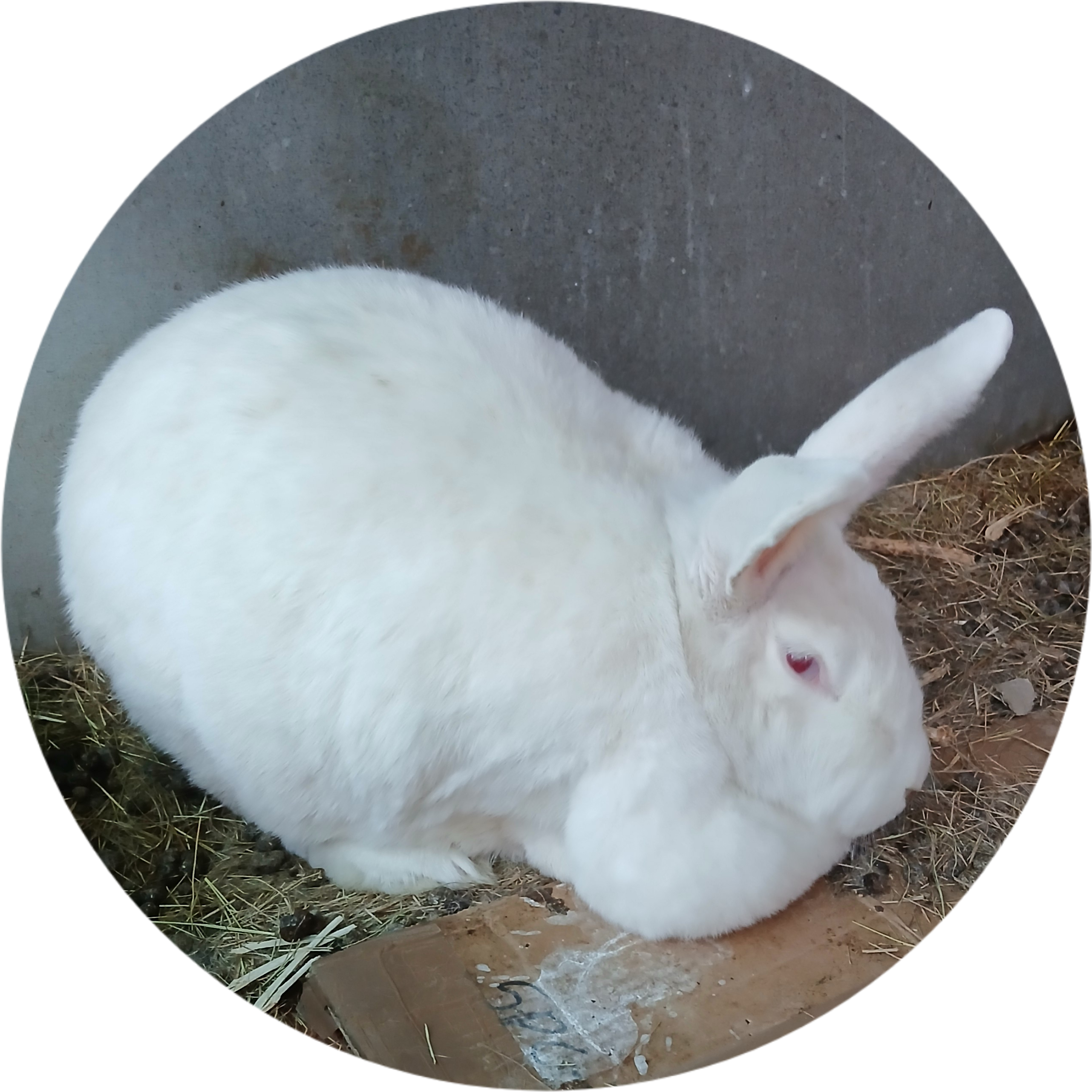 Image of Mary Hoppins Rabbitry 2
