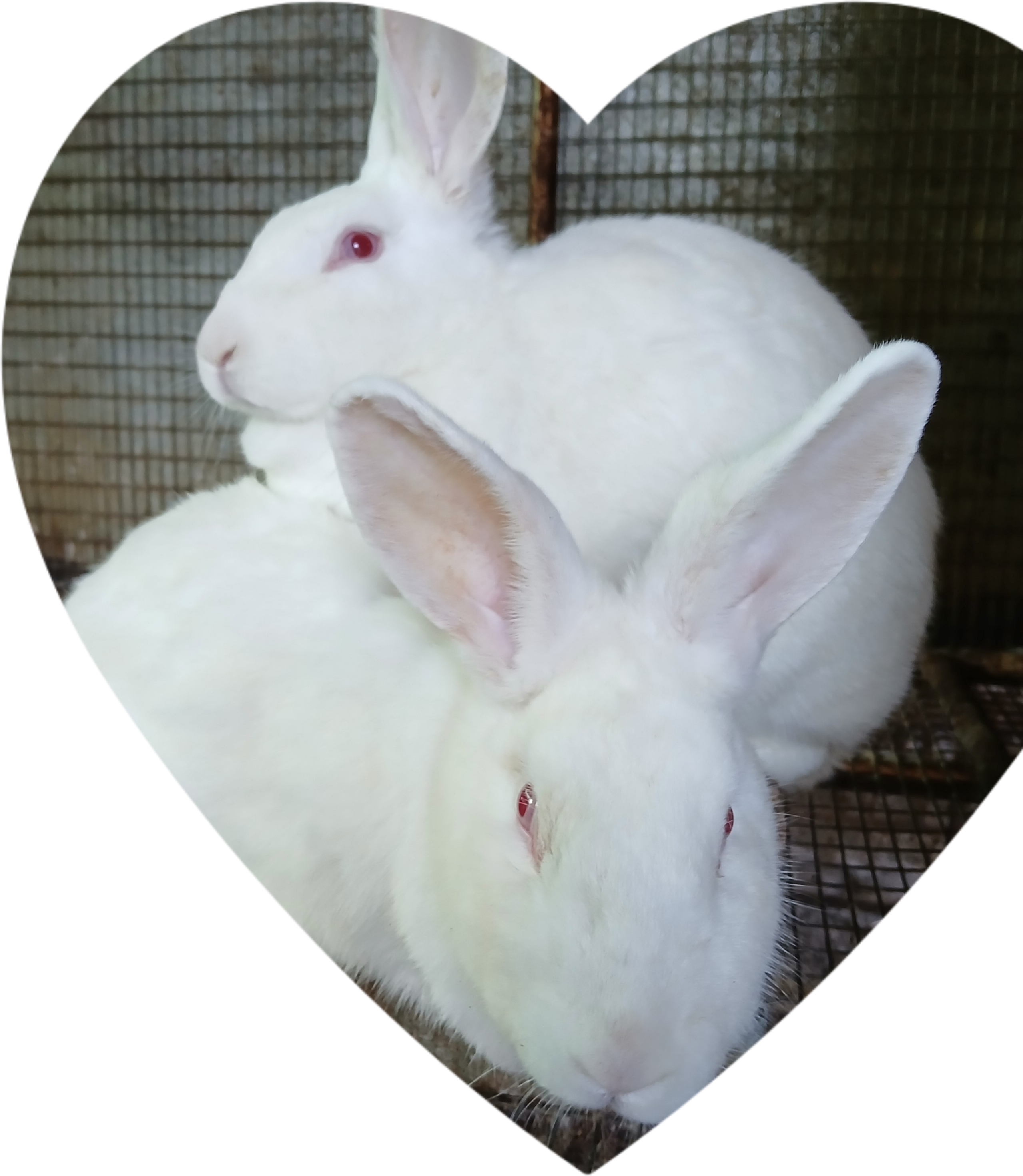 Image of Mary Hoppins Rabbitry 3