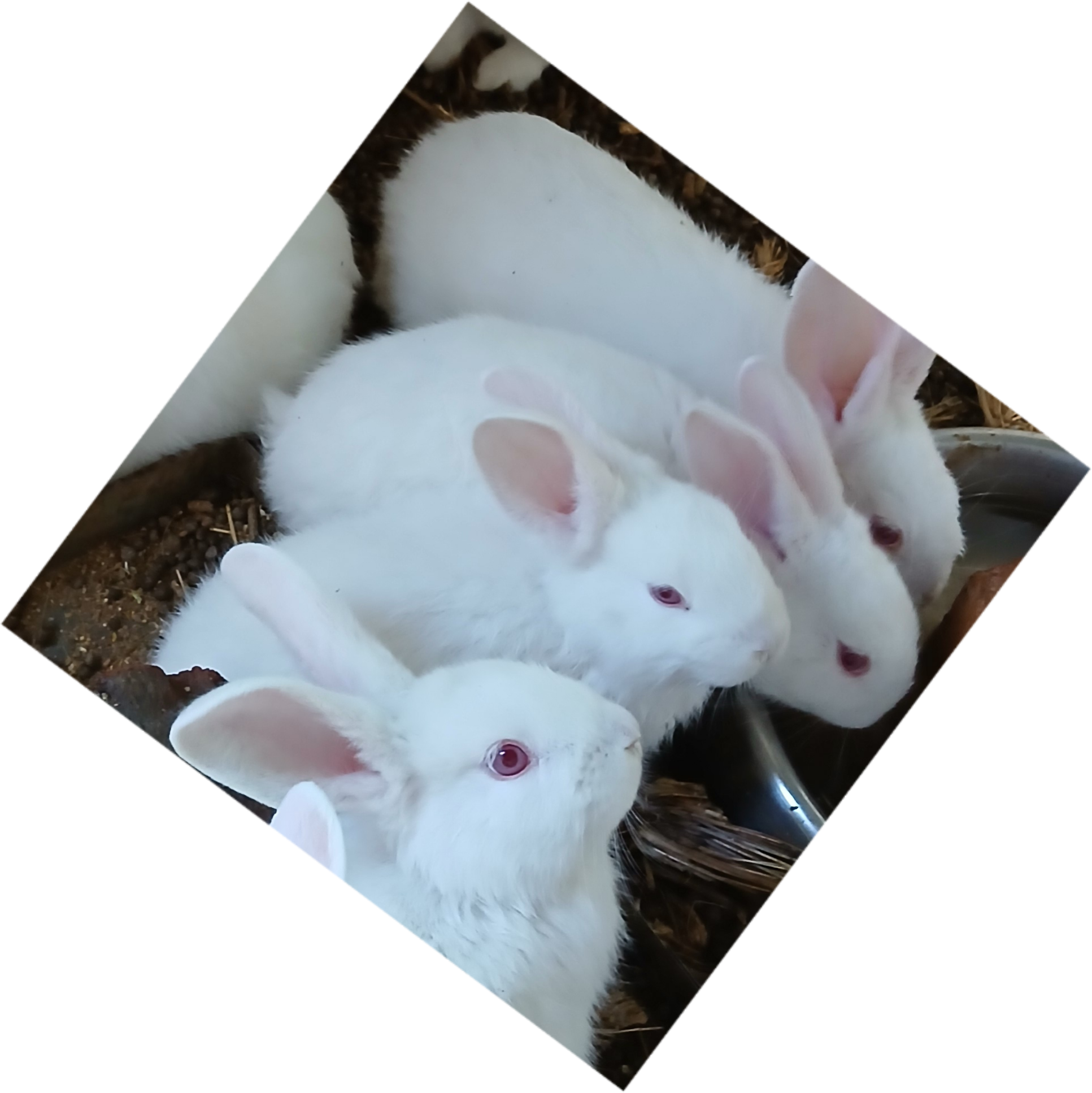 Mary Hoppins Rabbitry cover image