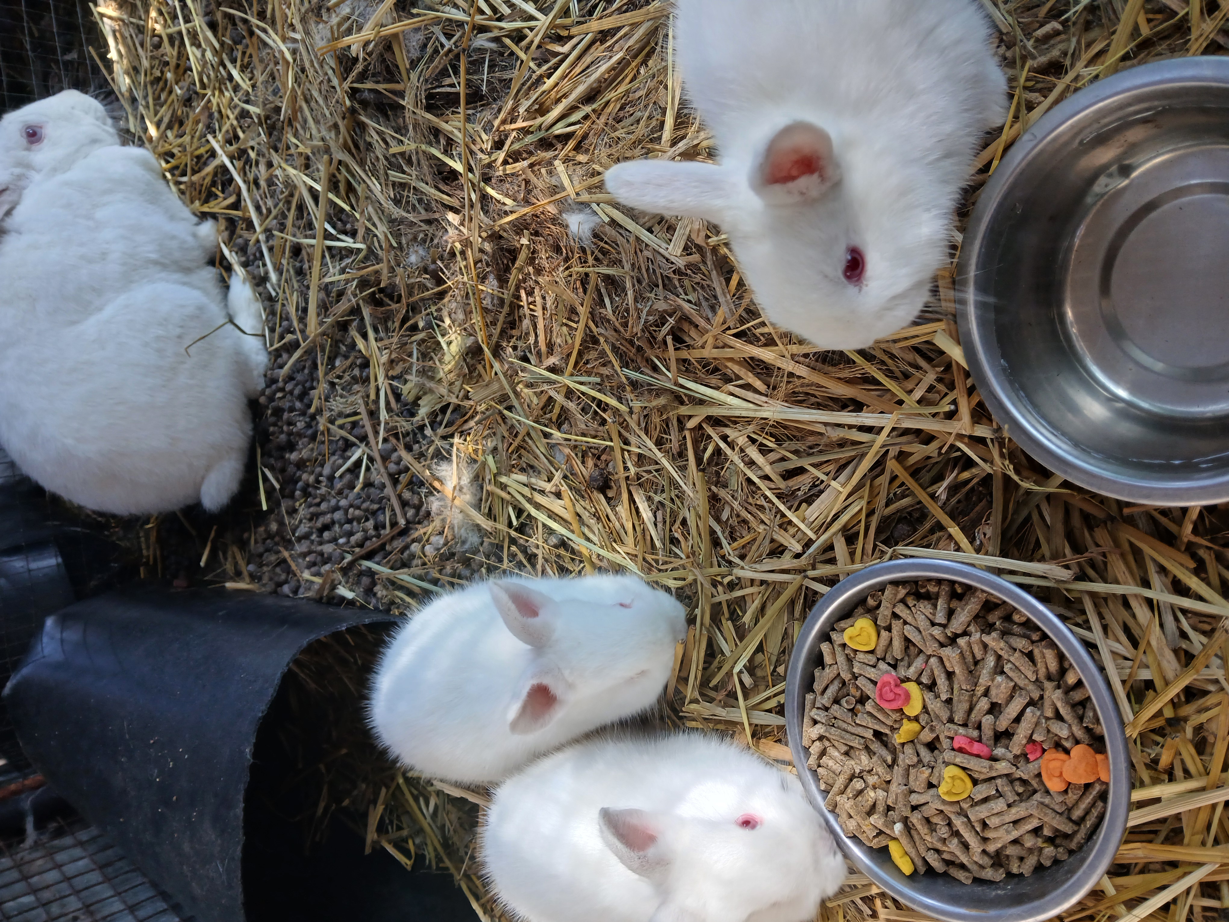Image of New-Zealand White babies 1