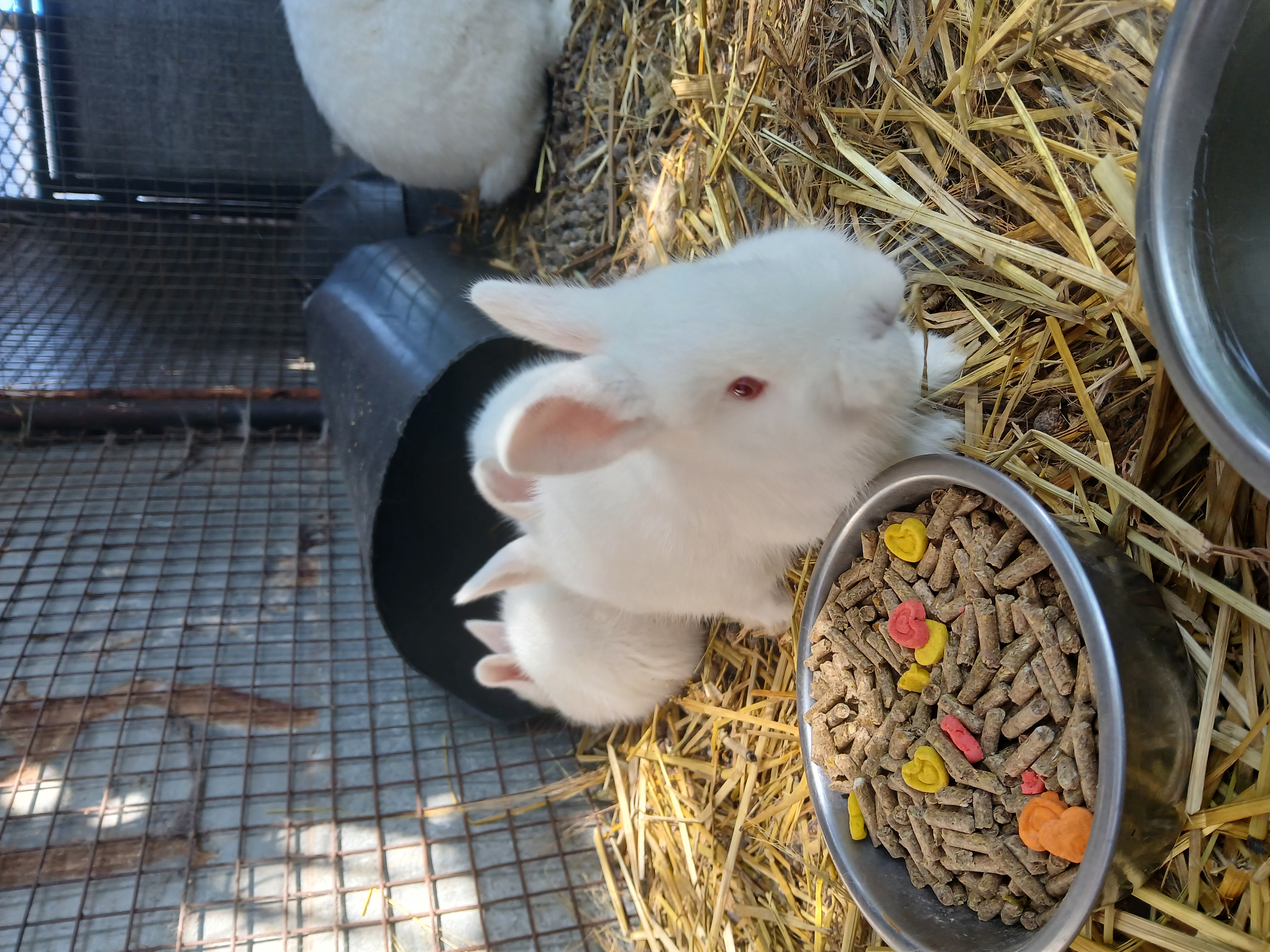 Image of New-Zealand White babies 2