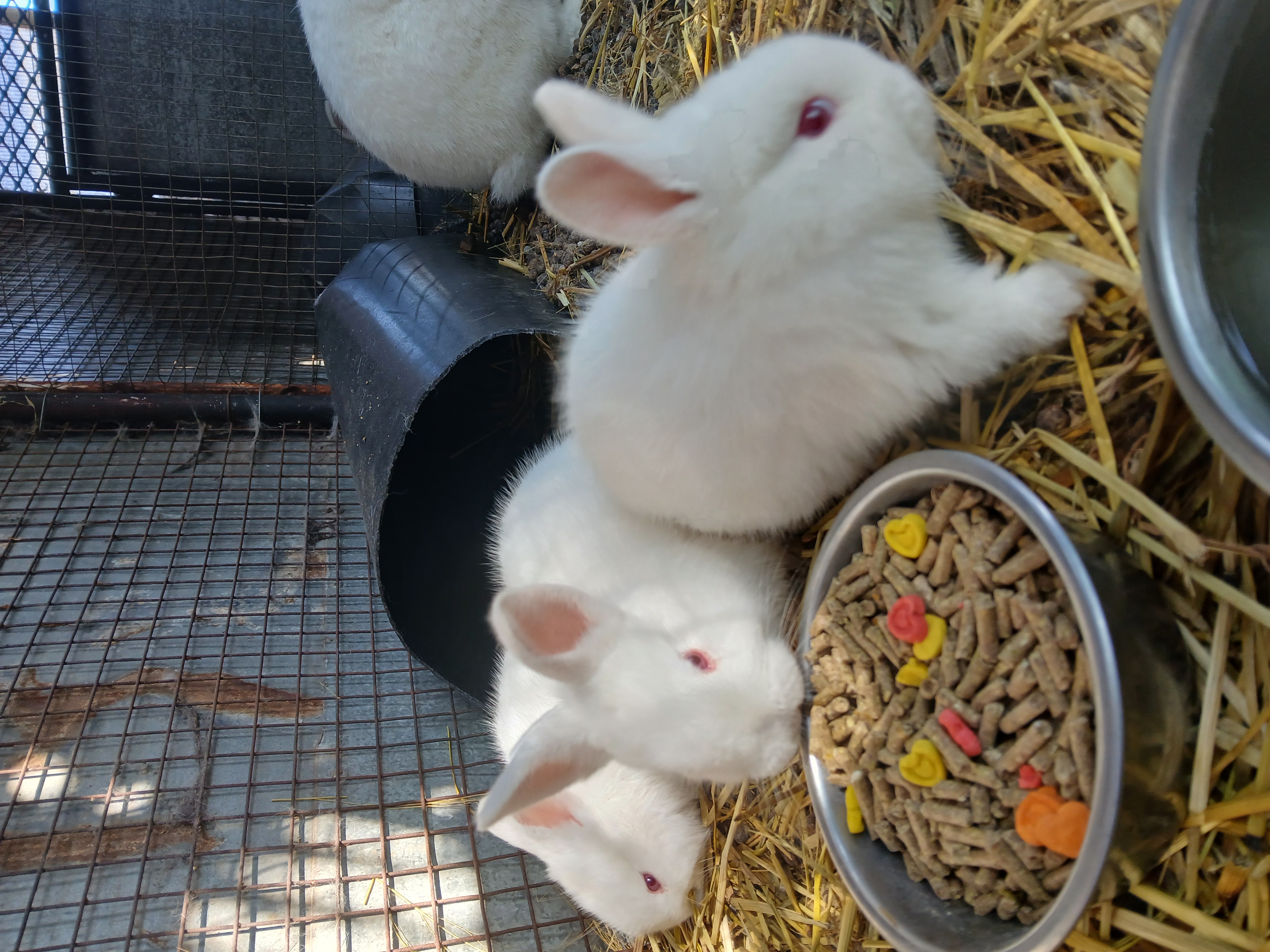 New-Zealand White babies