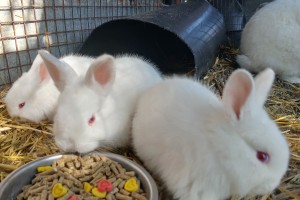 New-Zealand White babies