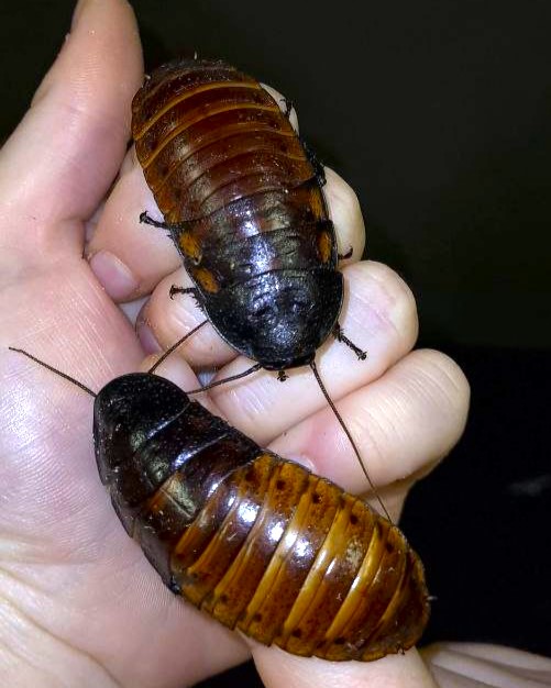 Feeders For Africa photo 4