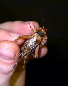 Feeders For Africa photo 6