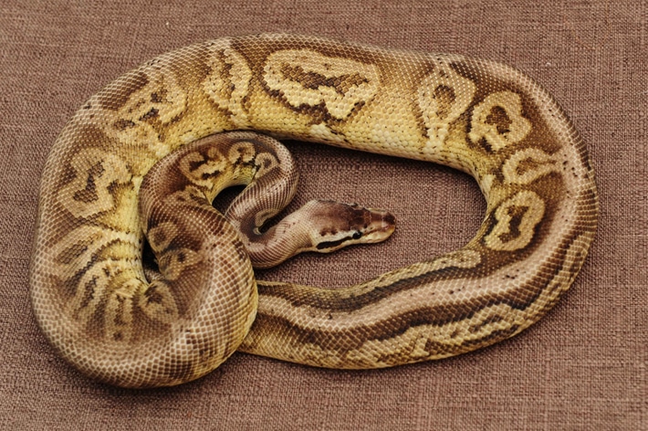 Ball Python 24A14