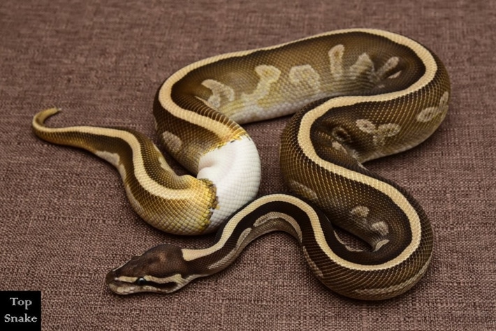 Ball Python 2024E6