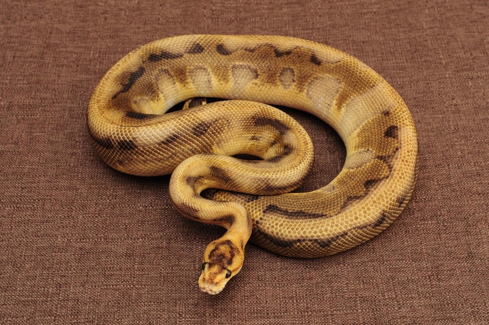 Ball Python Moet