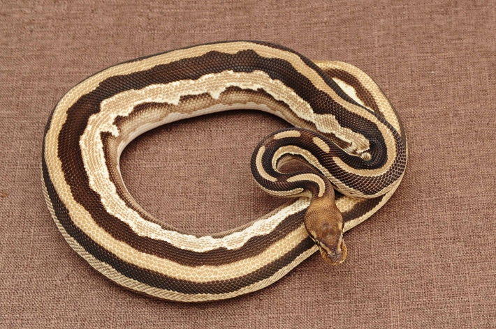 Ball Python Striker