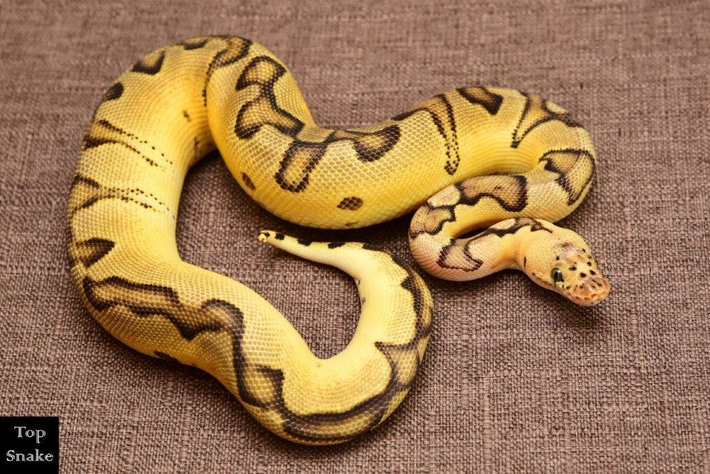 Ball Python PBEChAX2024