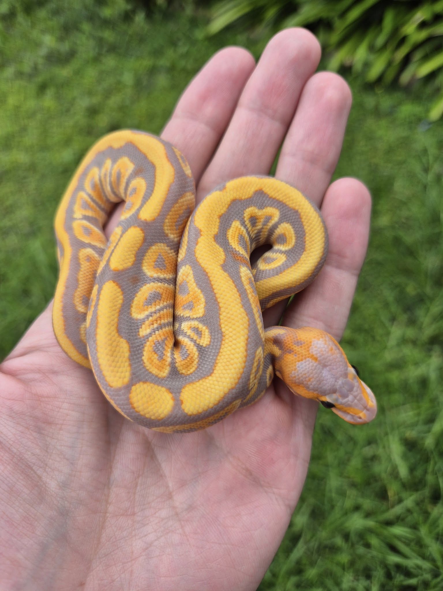 Image of Upscale Reptiles 1