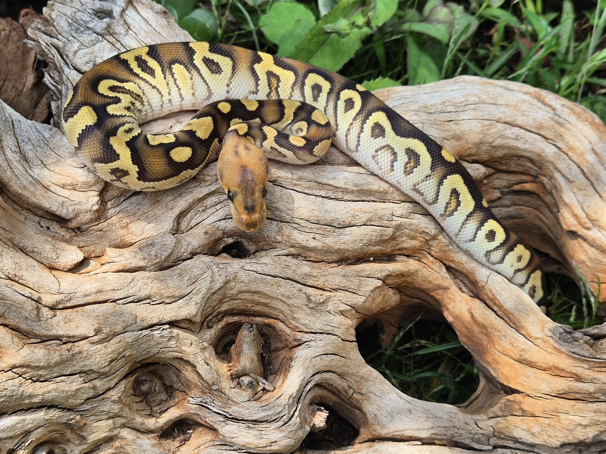 Image of Upscale Reptiles 2