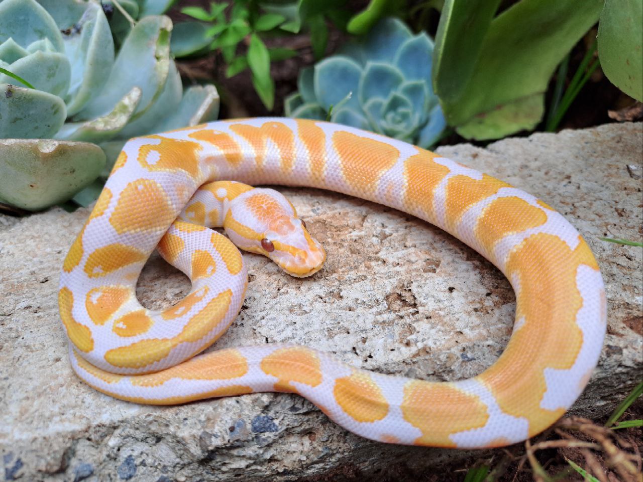 Image of Upscale Reptiles 3