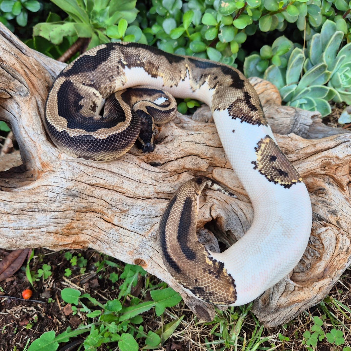 Image of Upscale Reptiles 4