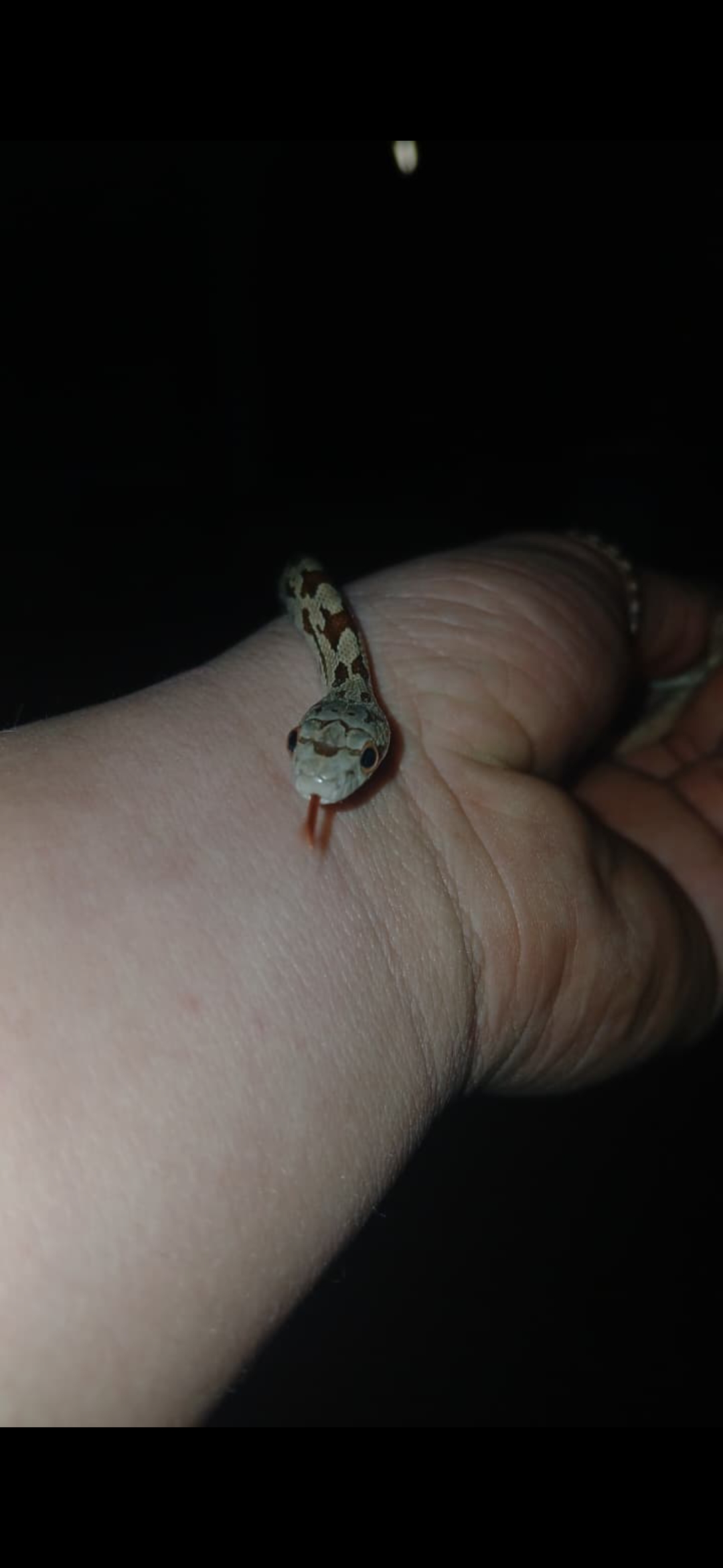 Image of Creed Venoms (Pty) Ltd 2