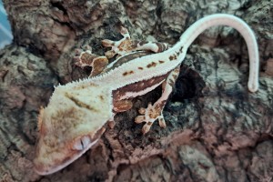 Crested Gecko