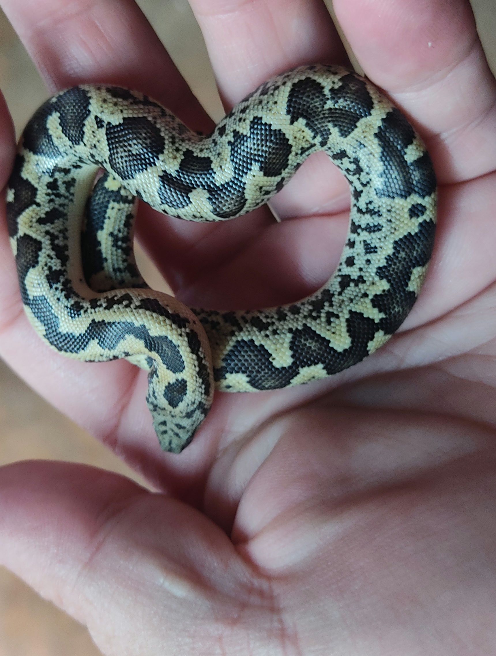 Image of S & T's Exotics 2