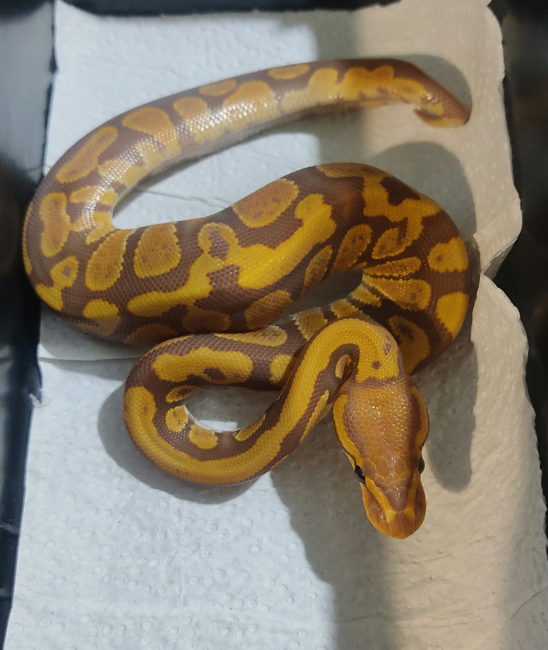 Image of S & T's Exotics 3