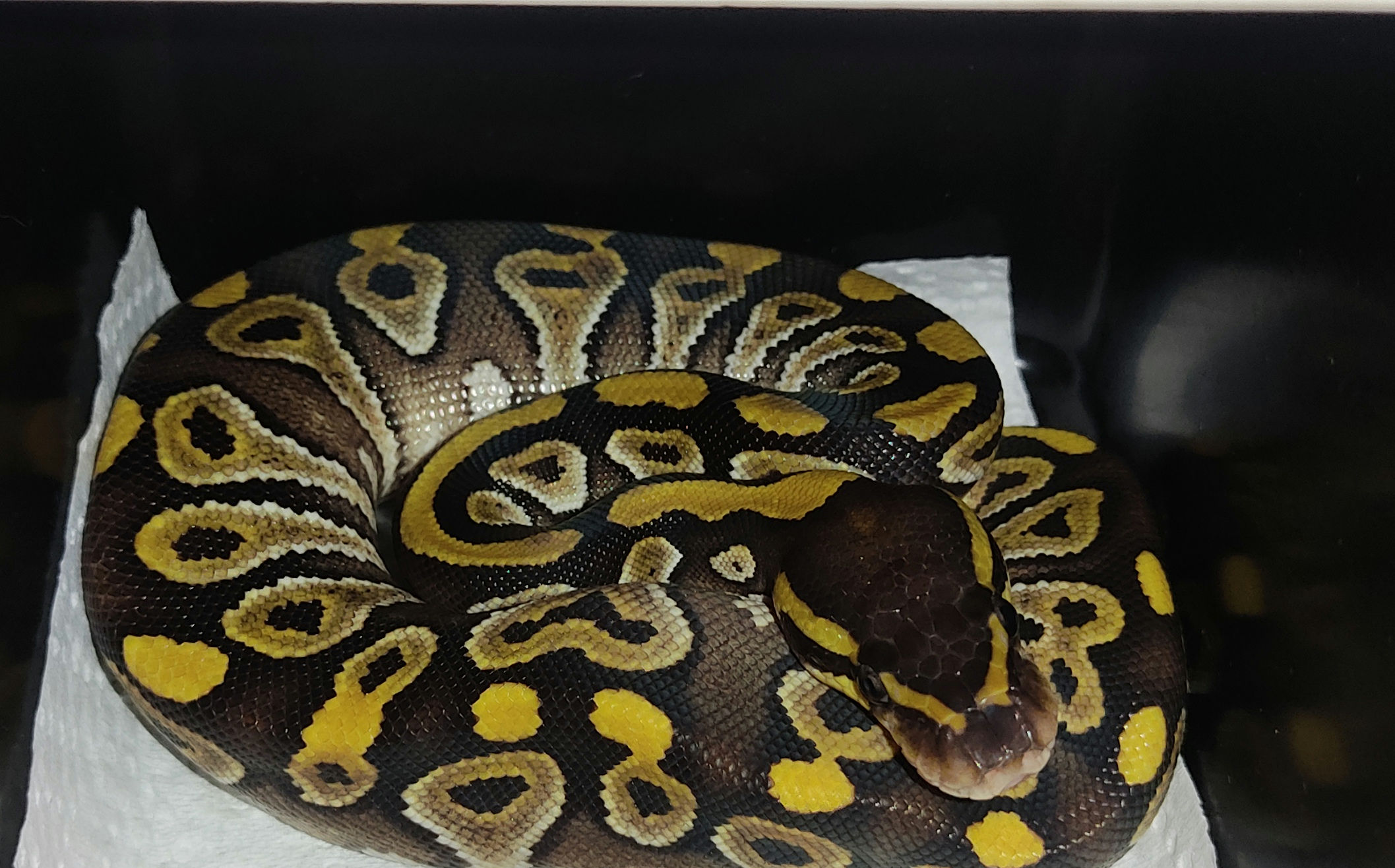 Image of S & T's Exotics 4