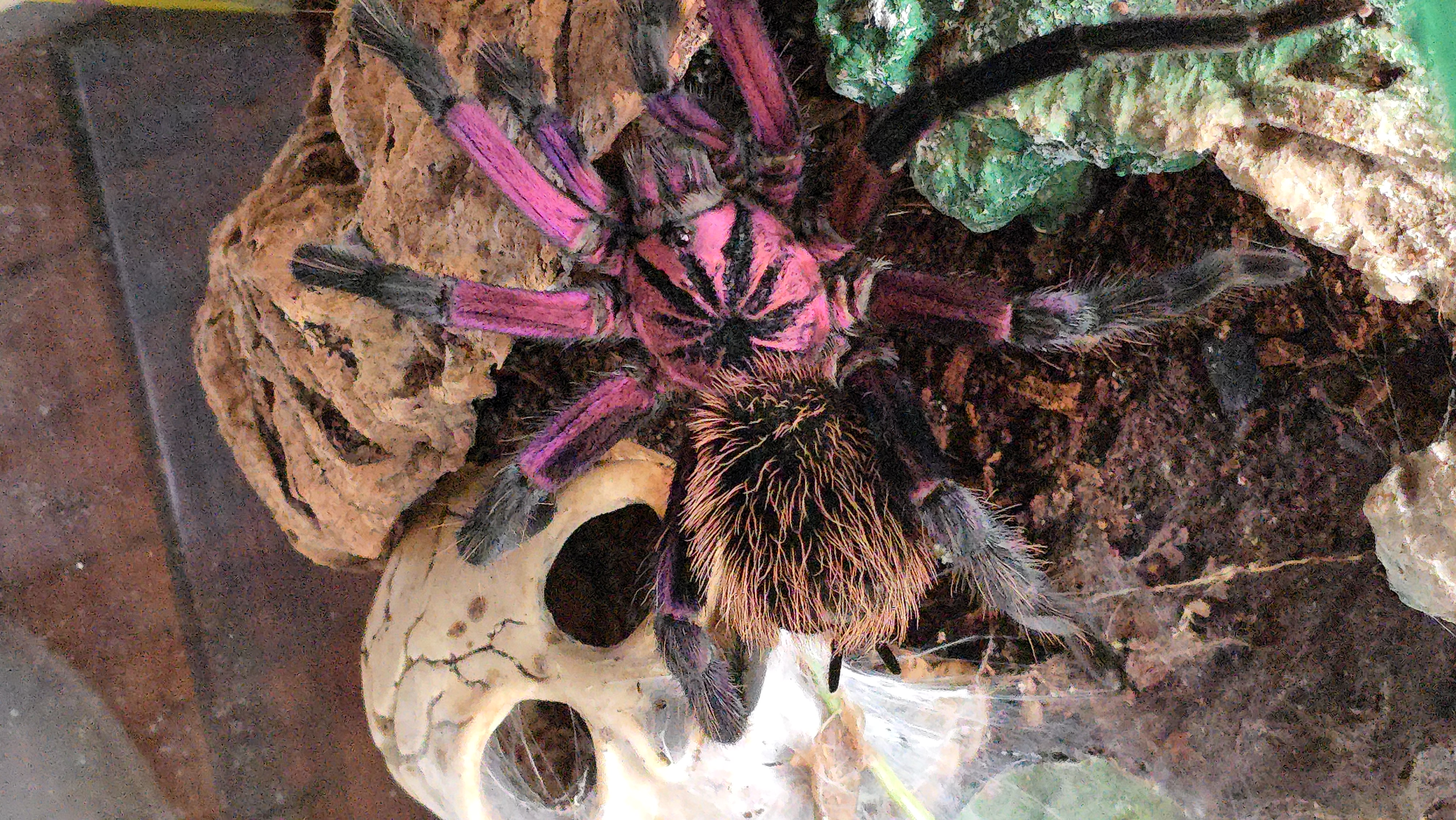 8 Legs Unlimited logo