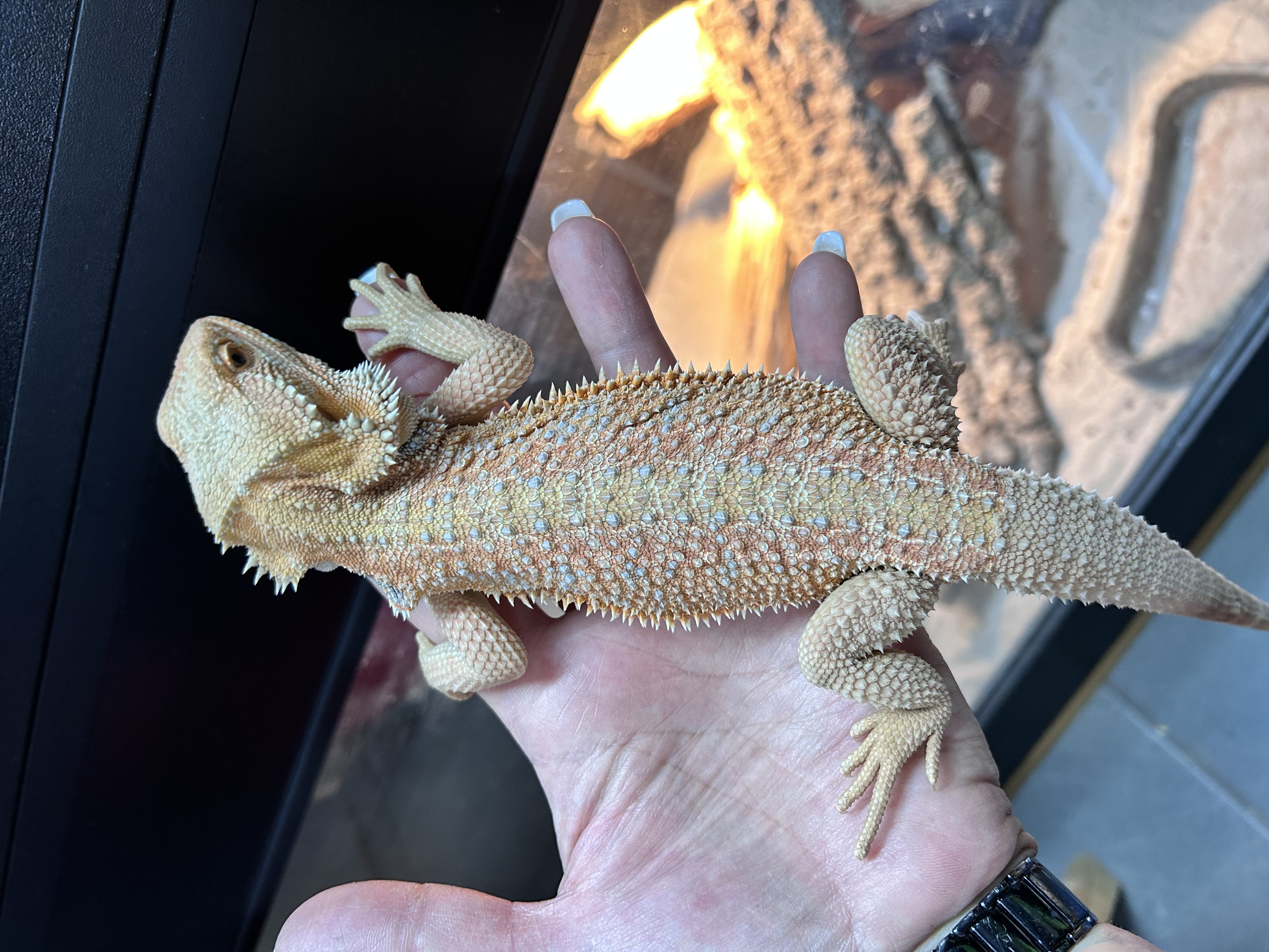 Bearded Dragon Houdini